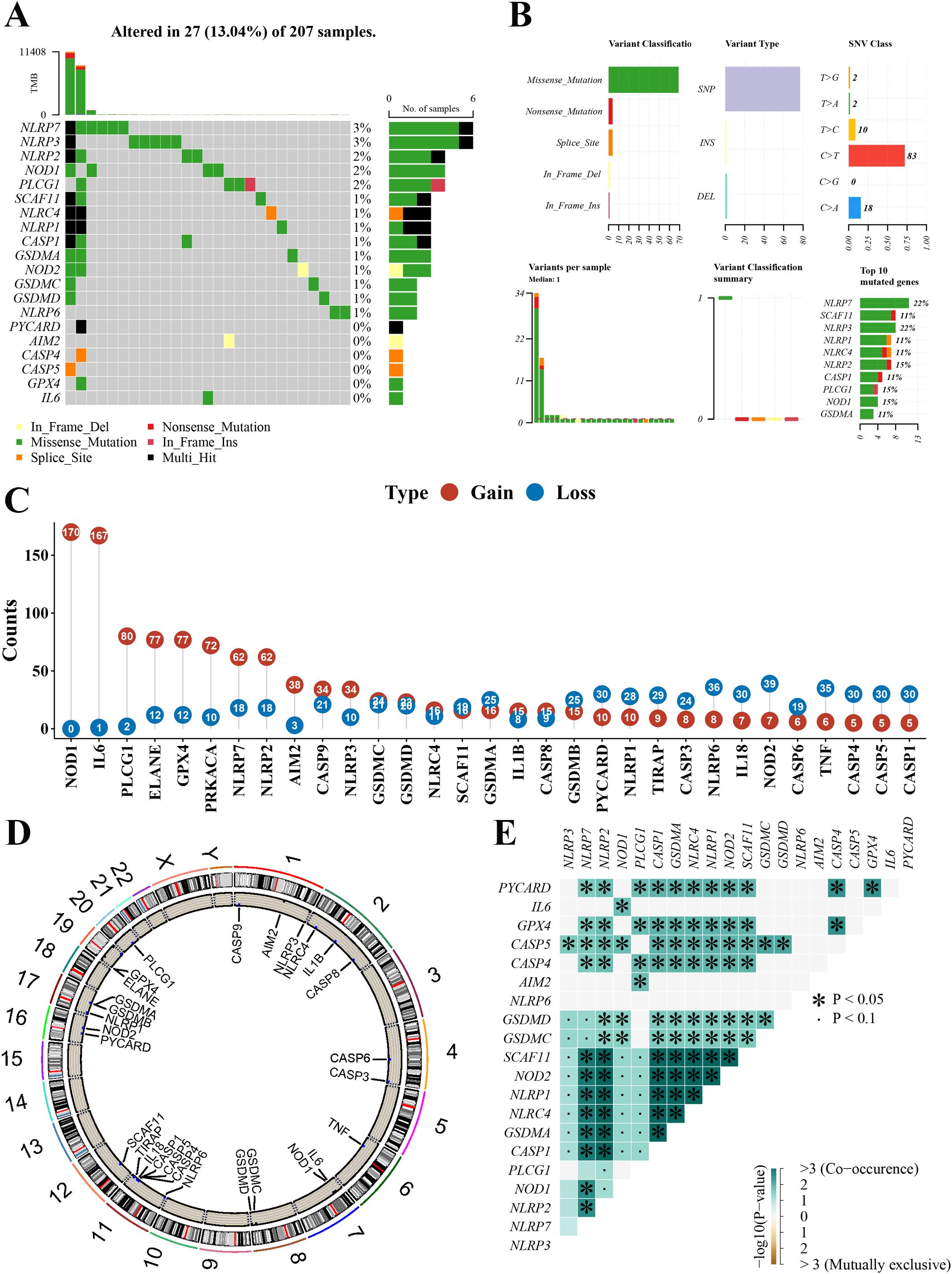 The image contains five panels, labeled A to E, detailing genetic alterations in a sample set. Panel A displays a heatmap with various genes and mutation types. Panel B includes multiple bar graphs showing variant classification, types, counts, and top mutated genes. Panel C presents counts of genetic gains and losses for different genes. Panel D is a circular plot mapping genetic alterations on chromosomes. Panel E is a matrix showing co-occurrences and exclusivity of gene mutations, with significance values.