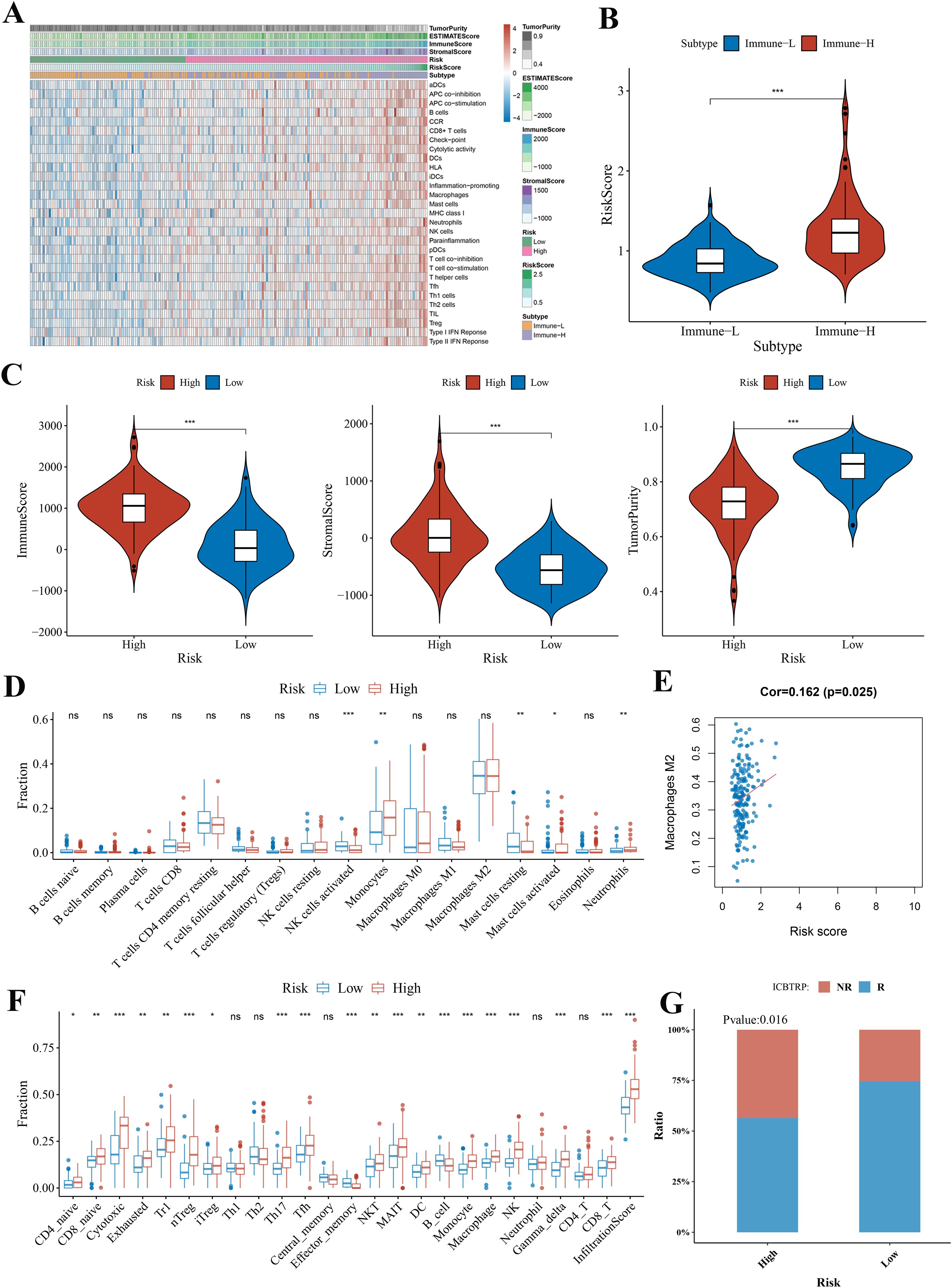Panel A presents a heatmap showing various markers related to tumor purity and immune response. Panel B includes a violin plot comparing risk scores between Immune-L and Immune-H subtypes. Panel C features violin plots for ImmuneScore, StromalScore, and TumorPurity, comparing high and low risk groups. Panel D depicts box plots of different cell fraction distributions by risk category. Panel E is a scatter plot showing the correlation between Macrophages M2 and risk score. Panel F includes box plots of immune cell fractions categorized by risk. Panel G shows a bar chart with ICBTPR response ratios for high and low risk groups.