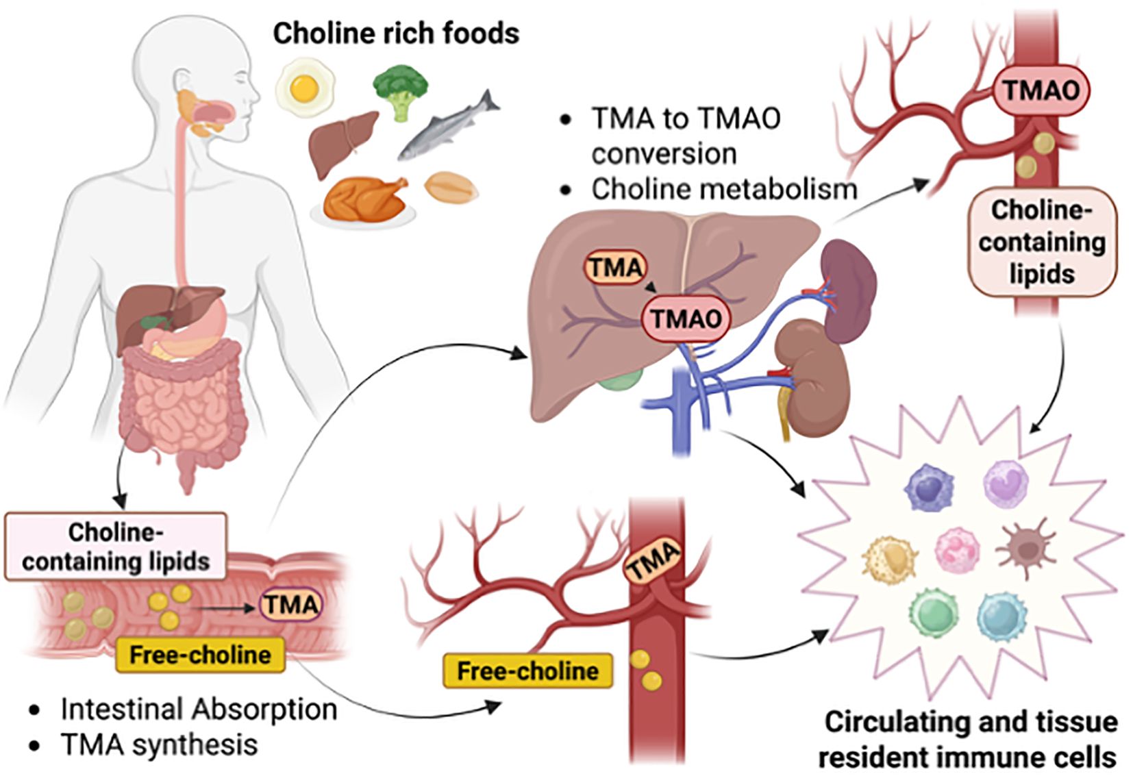 Diagram illustrating the metabolism of choline from rich foods like eggs, liver, broccoli, fish, chicken, and nuts in the human body. It shows ingestion, intestinal absorption, TMA synthesis, and conversion to TMAO in the liver. TMAO and choline-containing lipids circulate through blood vessels, influencing immune cells. Key points include TMA to TMAO conversion, choline metabolism, and involvement of circulating immune cells.