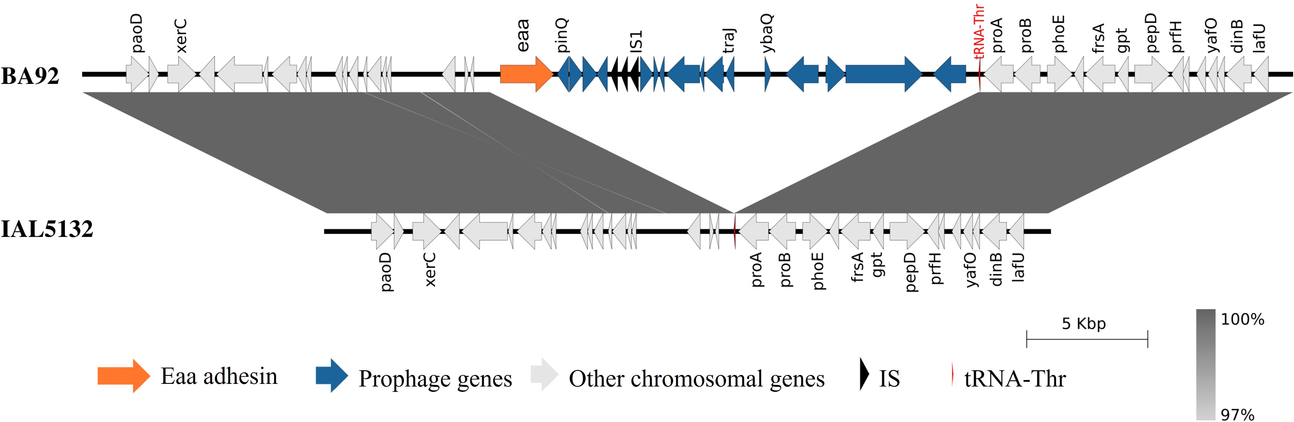 Genomic comparison of strains BA92 and IAL5132 showing gene arrangement. Key genes like eaa (orange), prophage genes (blue), and others (gray) are highlighted. Percent similarity is illustrated with shaded areas. A scale of five kilobase pairs is included.