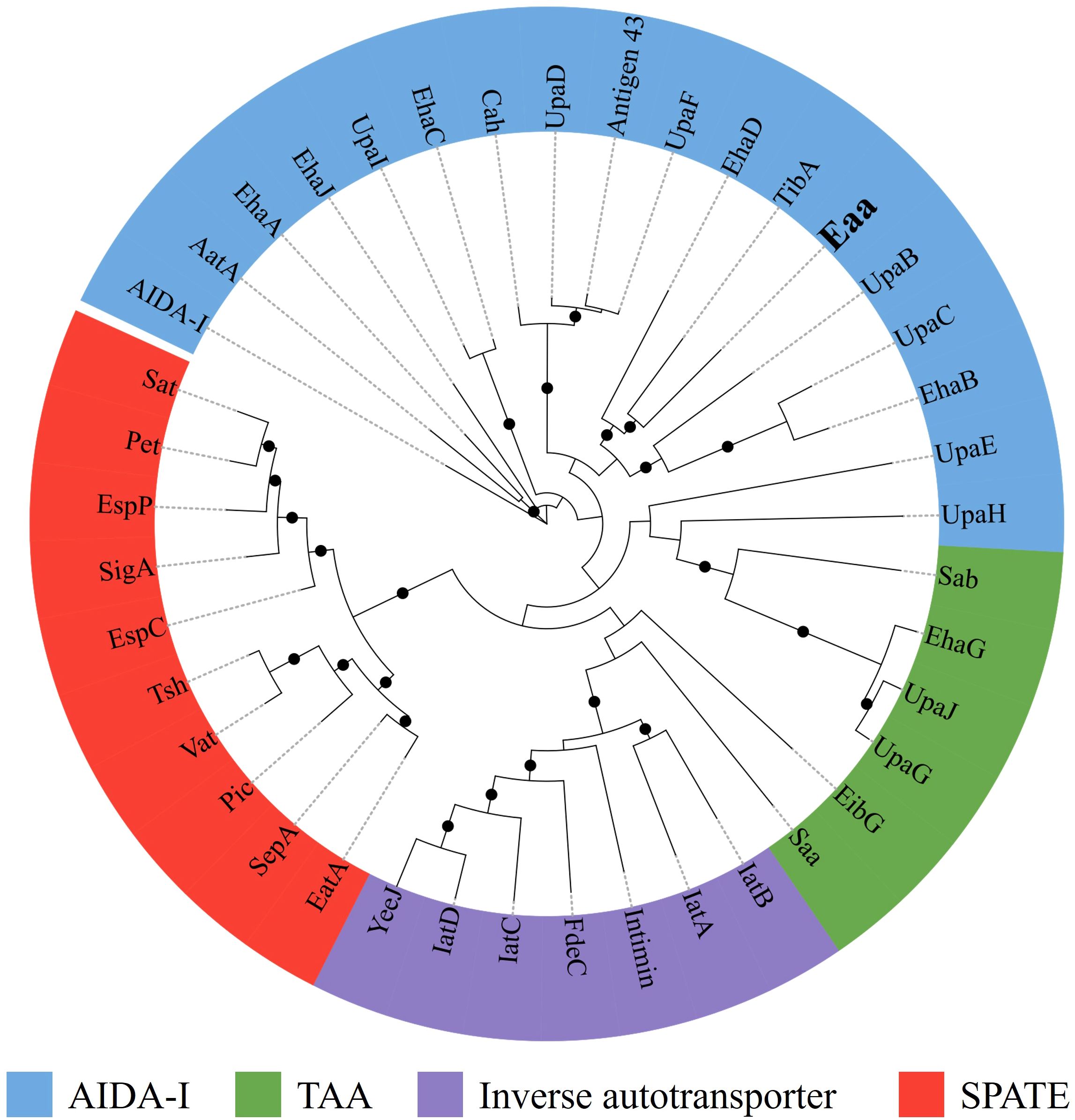 Circular phylogenetic tree categorizing proteins into four groups: AIDA-I (blue), TAA (green), Inverse autotransporter (purple), and SPATE (red). Proteins are labeled around the outer circle, with branches marked by black dots.