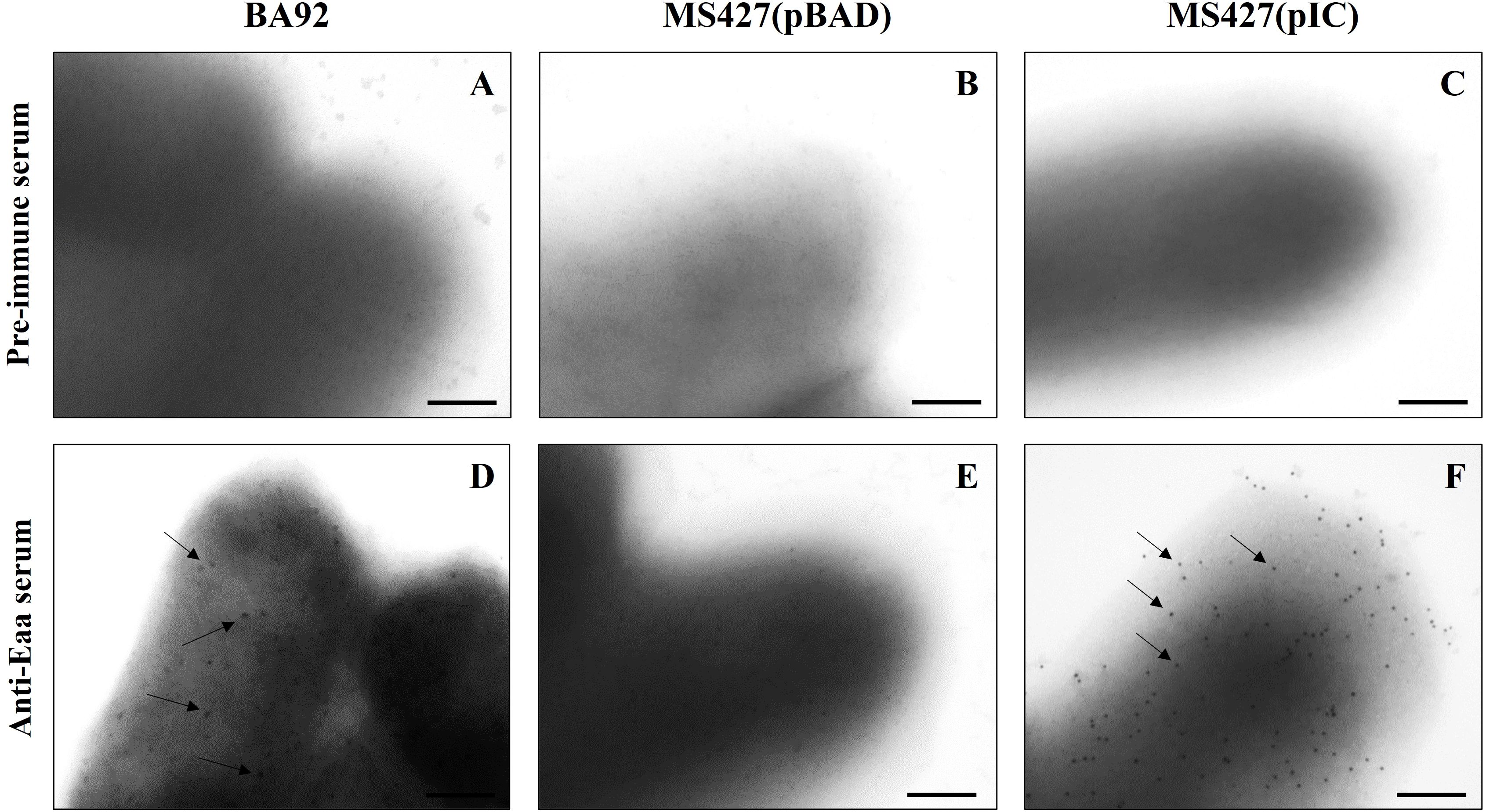 Six-panel image showing electron micrographs of bacterial cells treated with pre-immune serum (top row: A, B, C) and anti-Eaa serum (bottom row: D, E, F). Panels D and F display arrows pointing to dark spots indicative of specific labeling. Each panel is labeled with strain and plasmid identifiers: BA92, MS427(pBAD), and MS427(pIC). Scale bars are present.