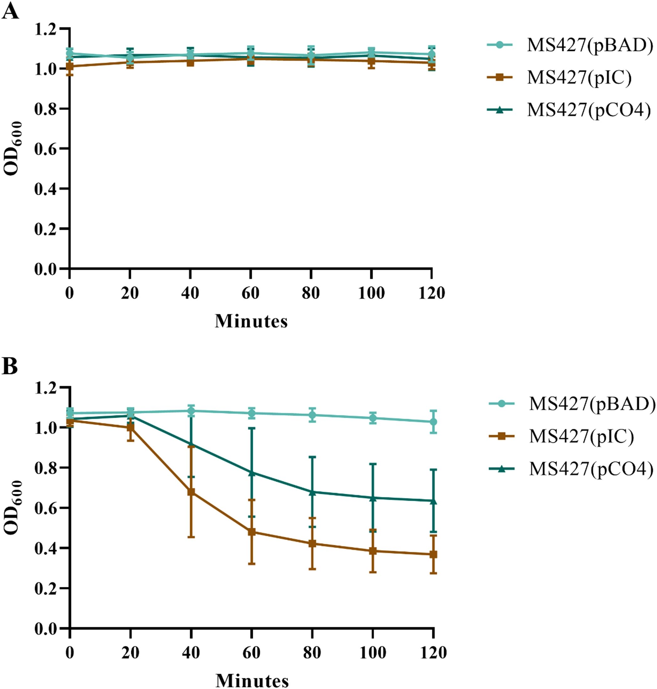Line graphs A and B show optical densitiy (OD600) readings over 120 minutes for three different conditions: MS427(pBAD), MS427(pIC), and MS427(pCO4). In graph A, readings for all conditions remain constant at about 1.0. In graph B, MS427 (pBAD) remains steady, while MS427(pIC) and MS427(pCO4) decrease significantly over time, with MS427(pIC) showing the steepest decline.