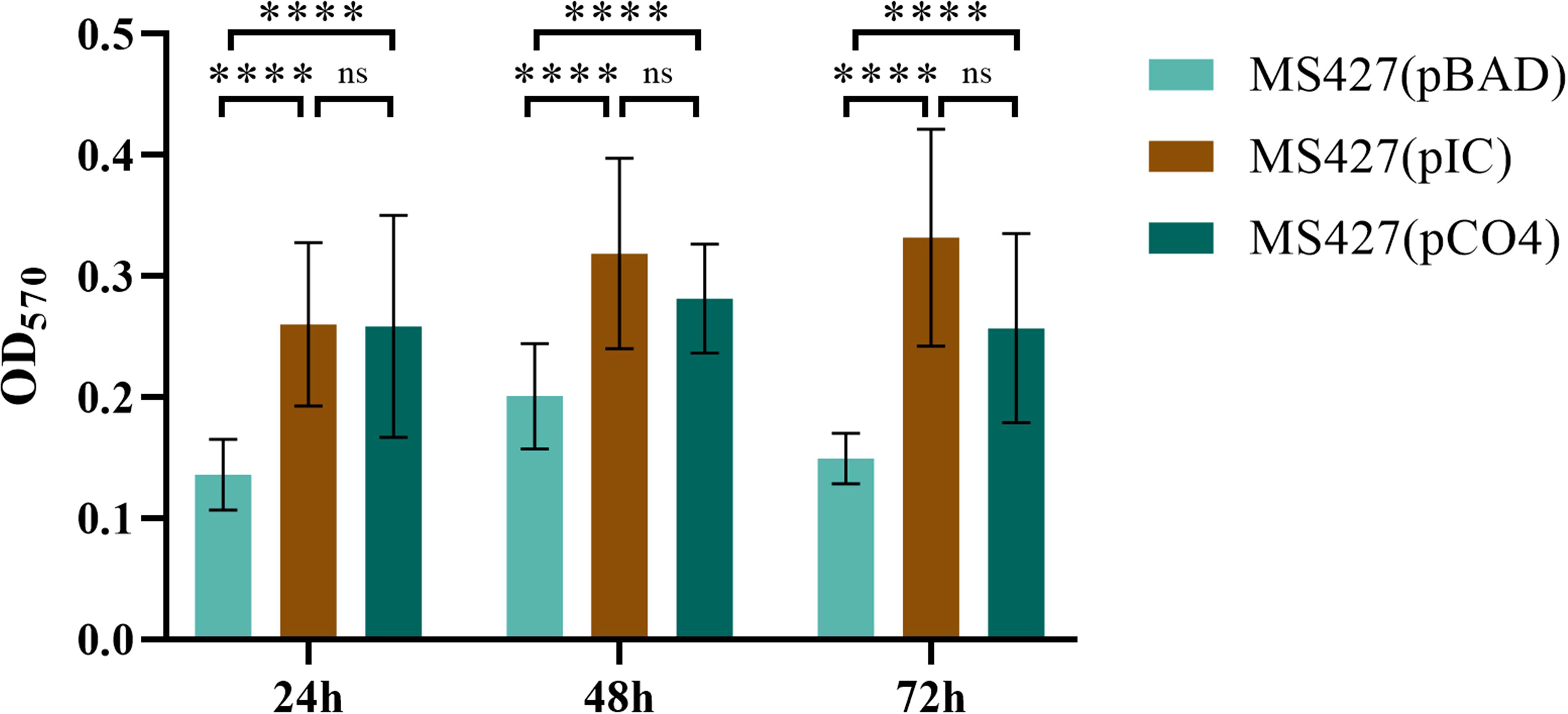 Bar graph showing optical density (OD570) measurements for MS427 with different plasmids (pBAD, pIC, pCO4) over 24, 48, and 72 hours. Each time point has three bars: light teal for pBAD, brown for pIC, and dark teal for pCO4. Significant differences are denoted by asterisks, and “ns” indicates no significant difference.