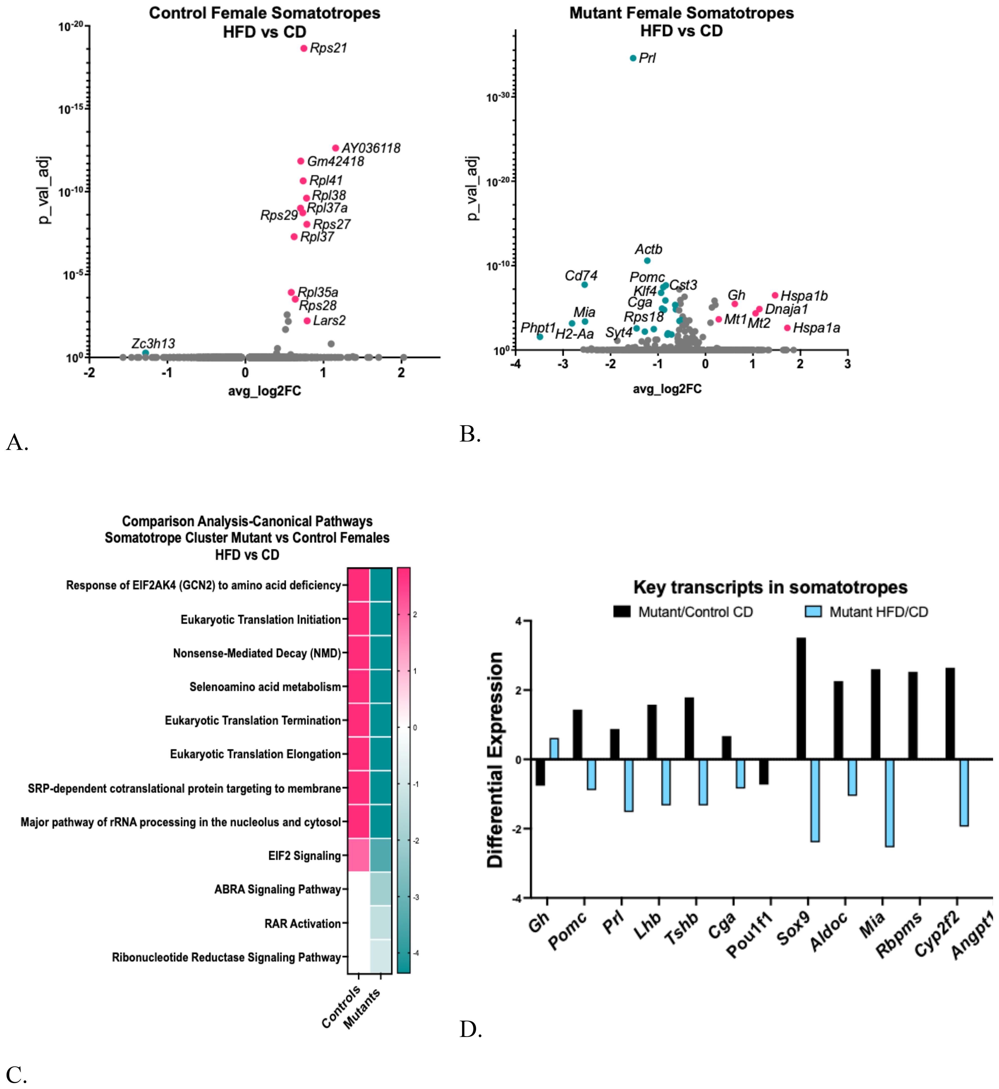 Panel A shows a scatter plot of control female somatotropes comparing HFD versus CD with key transcripts labeled. Panel B presents a similar plot for mutant female somatotropes. Panel C is a bar chart comparing canonical pathways, highlighting various pathways such as eukaryotic translation initiation for controls and mutants. Panel D displays differential expression of key transcripts in somatotropes, with a color key distinguishing between mutant/control and mutant HFD/CD.