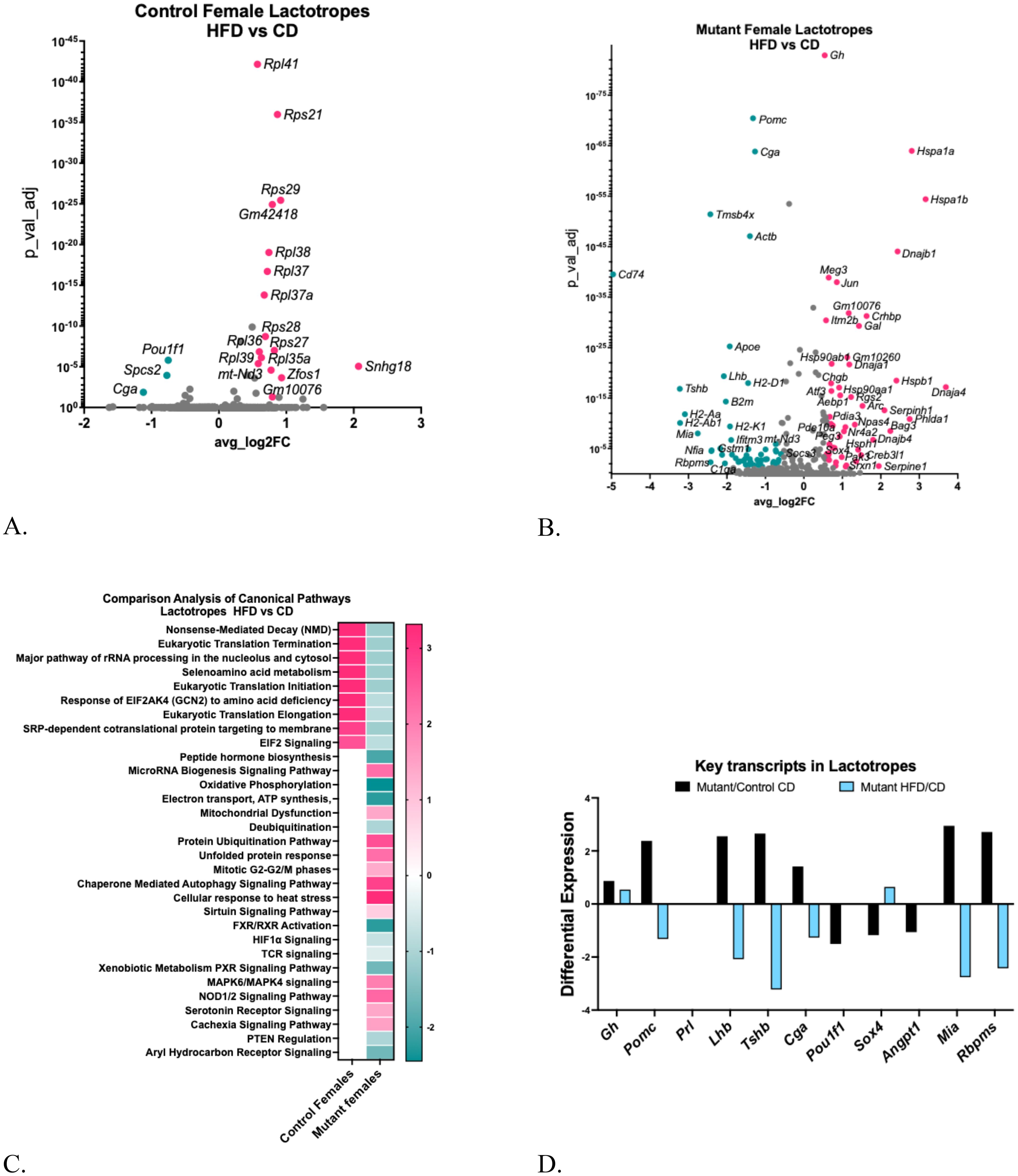 Panel A shows a volcano plot of gene expression; significant genes are highlighted. Panel B compares mutant female lactotropes, showing significant gene expression shifts. Panel C is a bar chart of canonical pathways with two conditions, highlighting NMD and translation pathways. Panel D is a bar graph of key lactotrope transcripts, comparing differential expressions in mutant/control conditions.