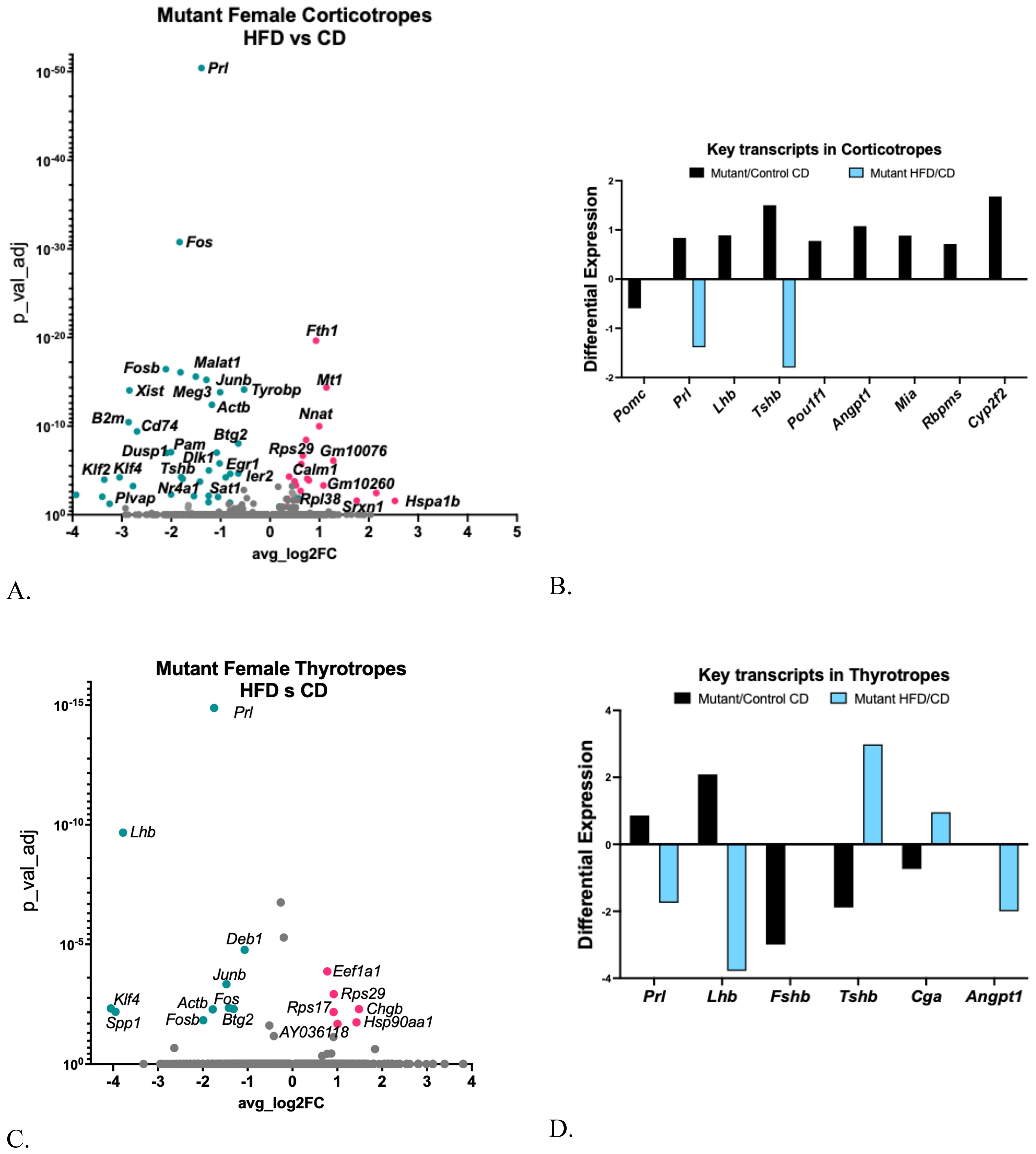 Scatter and bar graphs comparing gene expression in mutant female corticotropes and thyrotropes under different diets. Panel A: Scatter plot of corticotropes showing log fold change and p-values for various genes. Panel B: Bar graph displaying differential expression of key transcripts in corticotropes. Panel C: Scatter plot of thyrotropes with similar axes and markers for different genes. Panel D: Bar graph illustrating differential expression of key transcripts in thyrotropes. Each graph highlights specific genes with significant changes.