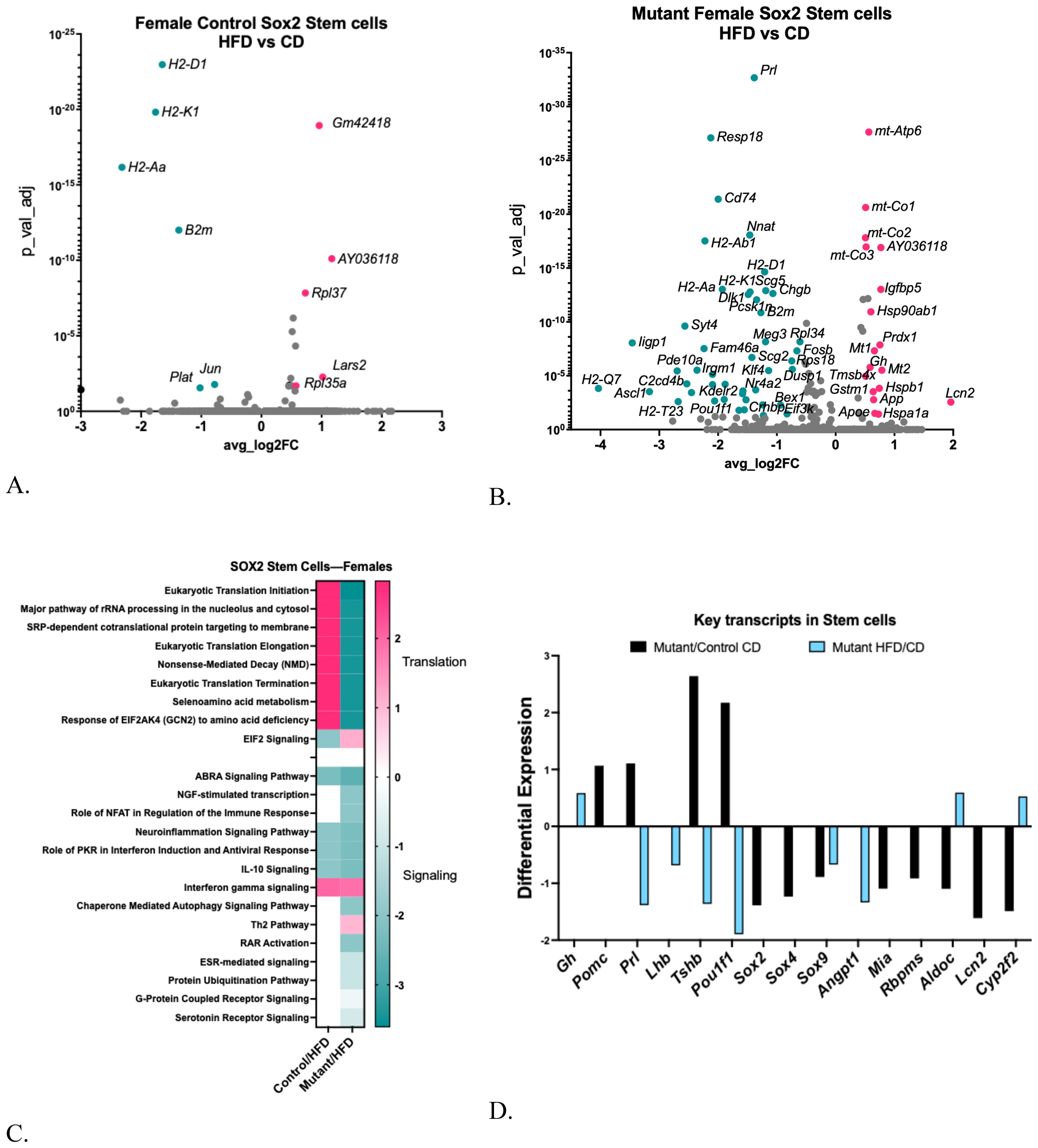 A. Scatter plot showing gene expression changes in female control Sox2 stem cells comparing high-fat diet (HFD) versus controlled diet (CD). Notable genes include H2-D1 and Gm42418. B. Scatter plot of mutant female Sox2 stem cells under HFD versus CD, highlighting genes like Prl and mt-Atp6, with expression and p-value adjustments. C. Heatmap illustrating signaling and translation pathways in SOX2 stem cells from females under different dietary conditions, with color scales indicating differential expression levels. D. Bar graph of key transcripts in stem cells displaying differential expression in mutant/control CD and mutant HFD/CD.