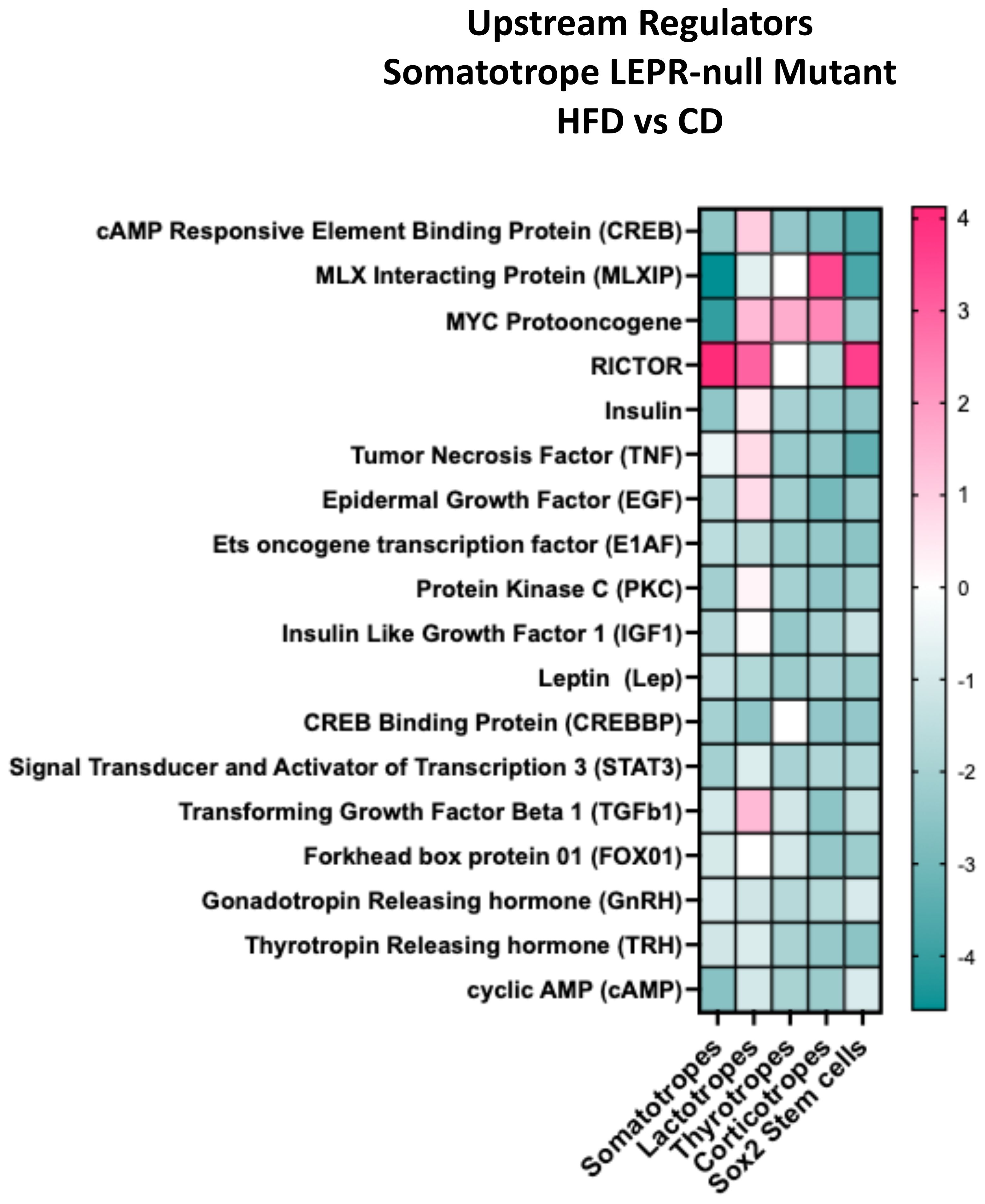 Heatmap comparing upstream regulators in Somatotrope LEPR-null Mutant between high-fat diet (HFD) and control diet (CD). Regulators are listed on the left with color-coded squares corresponding to different cell types (somatotropes, lactotropes, thyrotopes, corticotropes, Sox2 stem cells). The color scale ranges from -4 to 4, representing changes in expression levels.