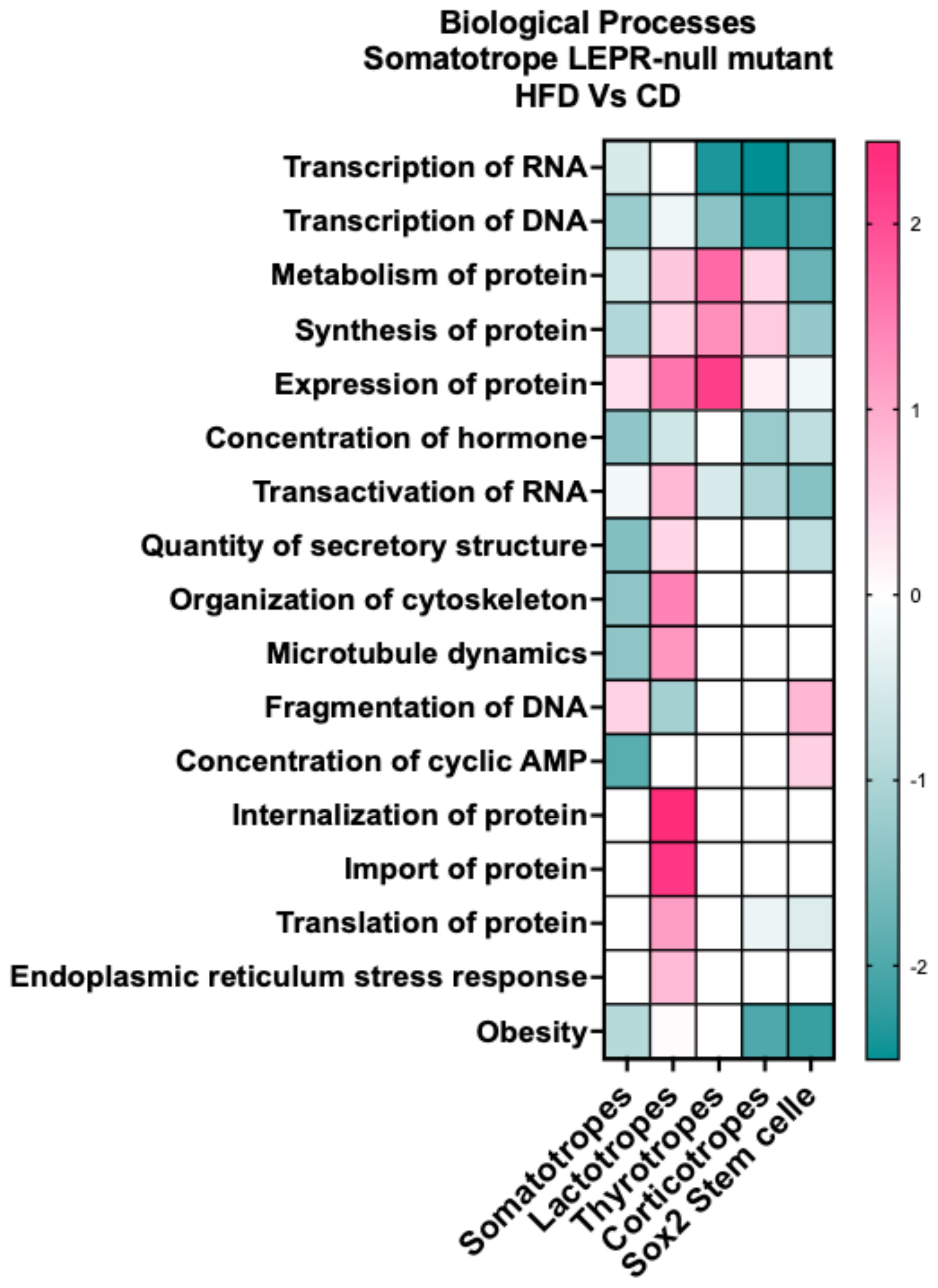 Heatmap illustrating biological processes in Somatotrope LEPR-null mutant under HFD versus CD conditions. Processes include RNA/DNA transcription, protein metabolism, hormone concentration, and others. The scale ranges from -2 (green) to +2 (red), indicating varying levels of expression. Columns represent cell types like somatotropes, lactotropes, thyrotropes, corticotropes, and Sox2 stem cells.