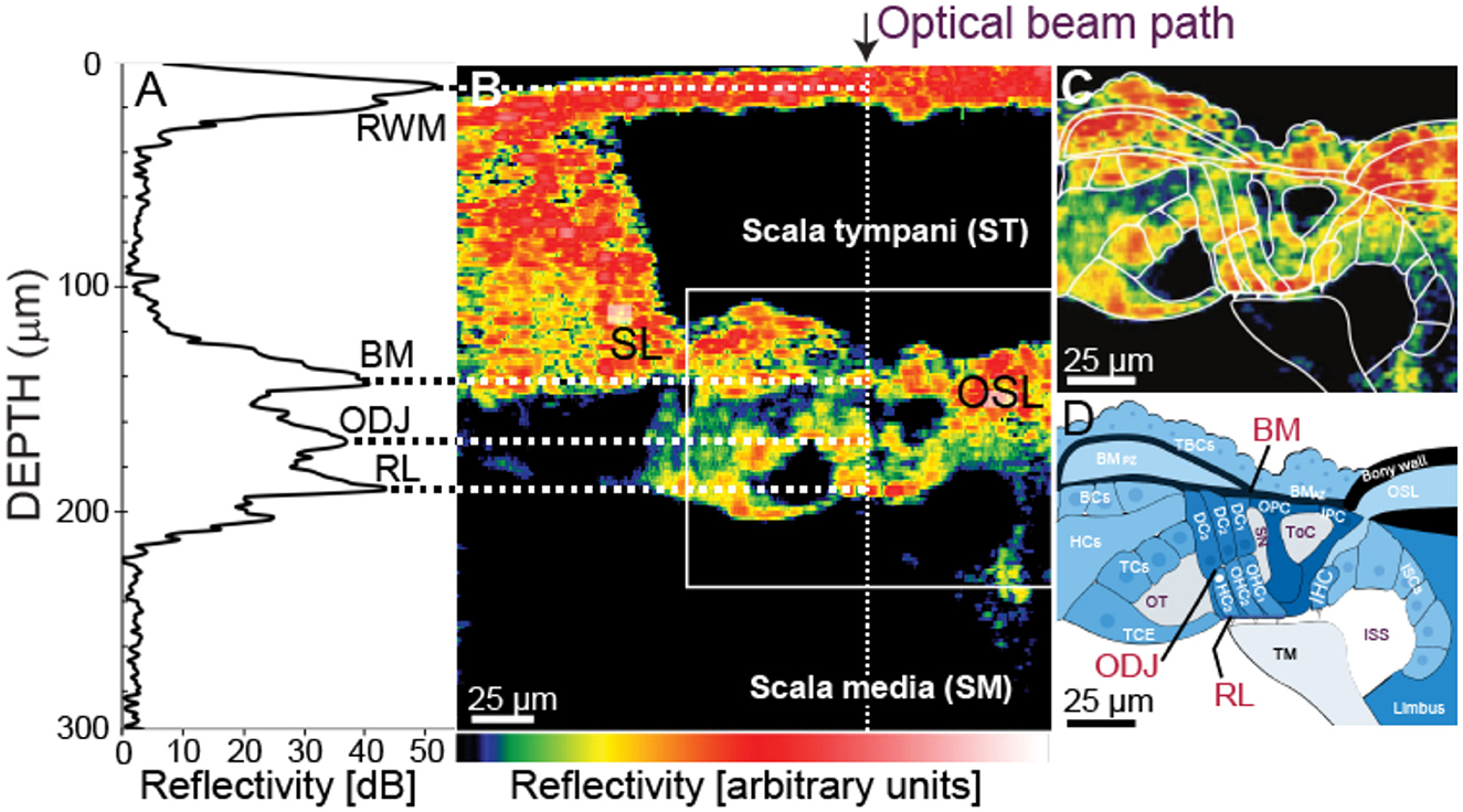 Optical coherence tomography (OCT) images of the cochlea are shown in four panels. Panel A displays a reflectivity profile with depth marked in micrometers. Panel B contains a cross-sectional OCT image with color-coded reflectivity, highlighting regions like the scala tympani and scala media. Panel C offers a detailed, zoomed-in OCT image. Panel D presents a schematic diagram identifying various cochlear structures, labeled with abbreviations such as BM, ODJ, and RL. Each panel is marked with a scale bar for reference.
