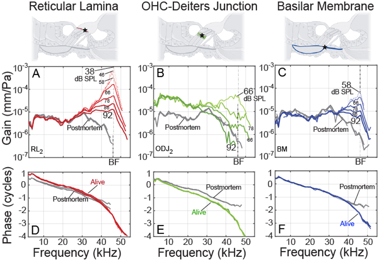 Graphs illustrate organ of Corti motion measurements: Reticular Lamina, OHC-Deiters Junction, and Basilar Membrane. Panels A-C show gain versus frequency; Panels D-F show phase versus frequency. Colors indicate alive (red, green, blue) and postmortem (gray) data across various sound pressure levels, highlighting differences in auditory responses.