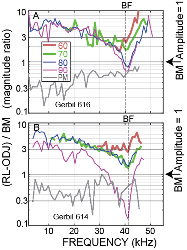 Two panels showing magnitude ratios from corresponding to the measurements shown in Figure 3. The x-axis is frequency in kilohertz, and the y-axis is the ratio of RL-ODJ to BM. Both graphs depict multiple lines representing different input dB SPL (60, 70, 80, and 90) with a reference to BM Amplitude = 1. The graphs include a black line marking BF (best frequency).