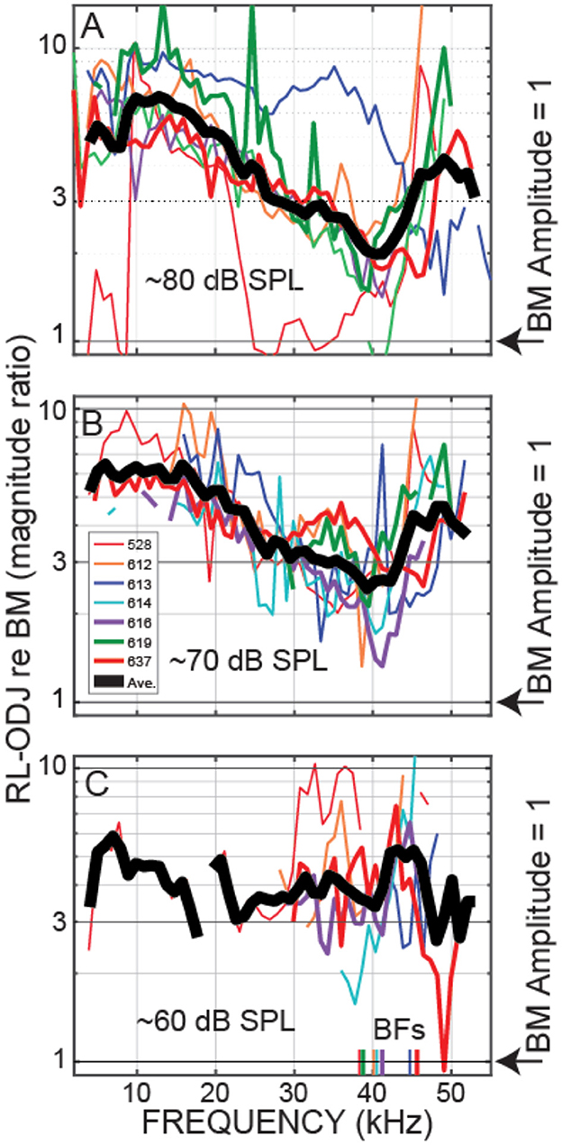 Graphical data with three panels labeled A, B, and C showing the relationship between frequency in kilohertz and RL-ODJ amplitude ratios re BM at different sound pressure levels (SPL): approximately 80 dB in panel A, 70 dB in panel B, and 60 dB in panel C. The panels display multiple colored lines representing different animal measured, with a bold black line indicating the average. Arrows on the right indicate when IBM amplitude equals one. Panel C includes labeled BFs across animals at the bottom.