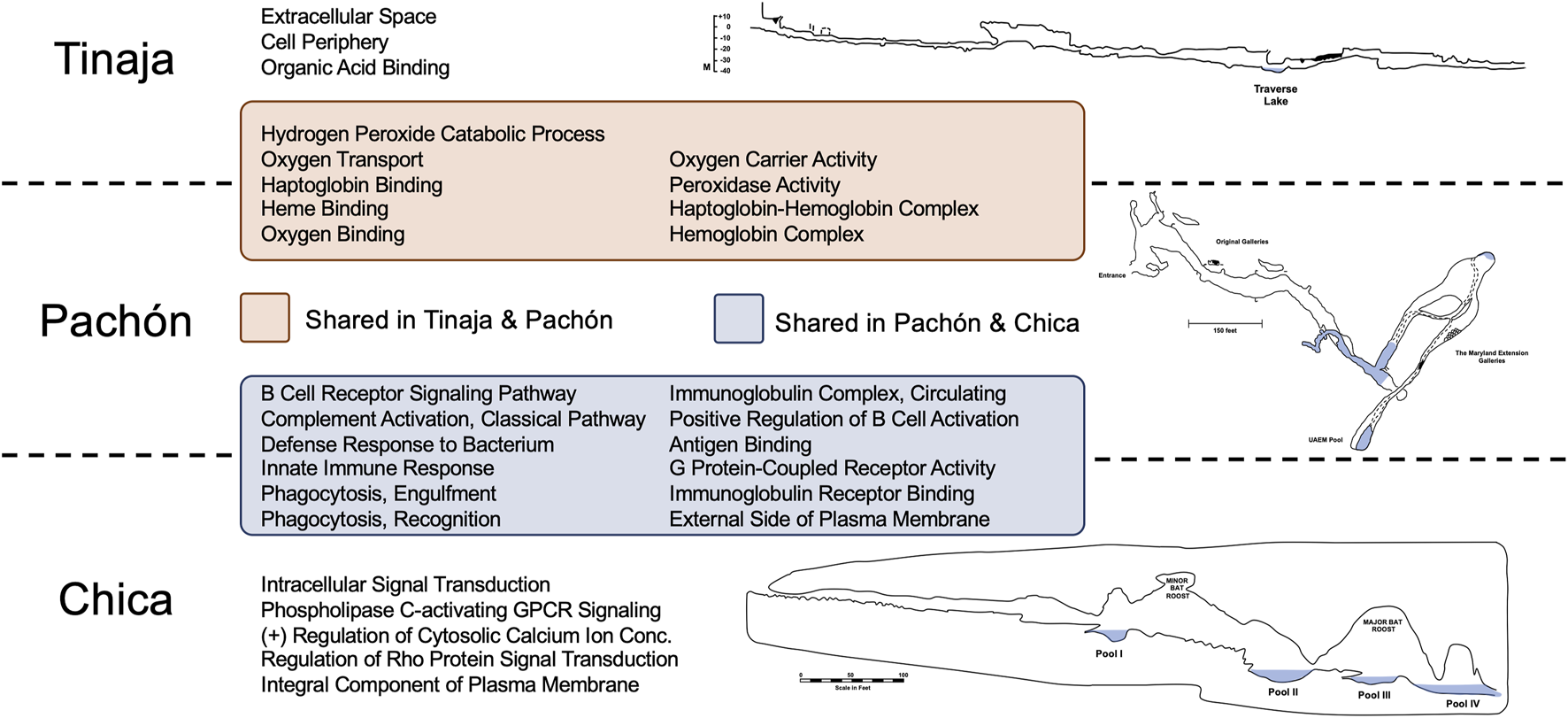 Flowchart and map image showing biological and geological features of Tinaja, Pachón, and Chica. Tinaja lists "Extracellular Space" and others. Pachón, shared with Tinaja, has "Hydrogen Peroxide Catabolic Process" and more. Pachón, shared with Chica, includes "B Cell Receptor Signaling Pathway" and others. Chica lists "Intracellular Signal Transduction" and related terms. Maps depict lake traverses and cave galleries with notable elements like bat roosts and pools.