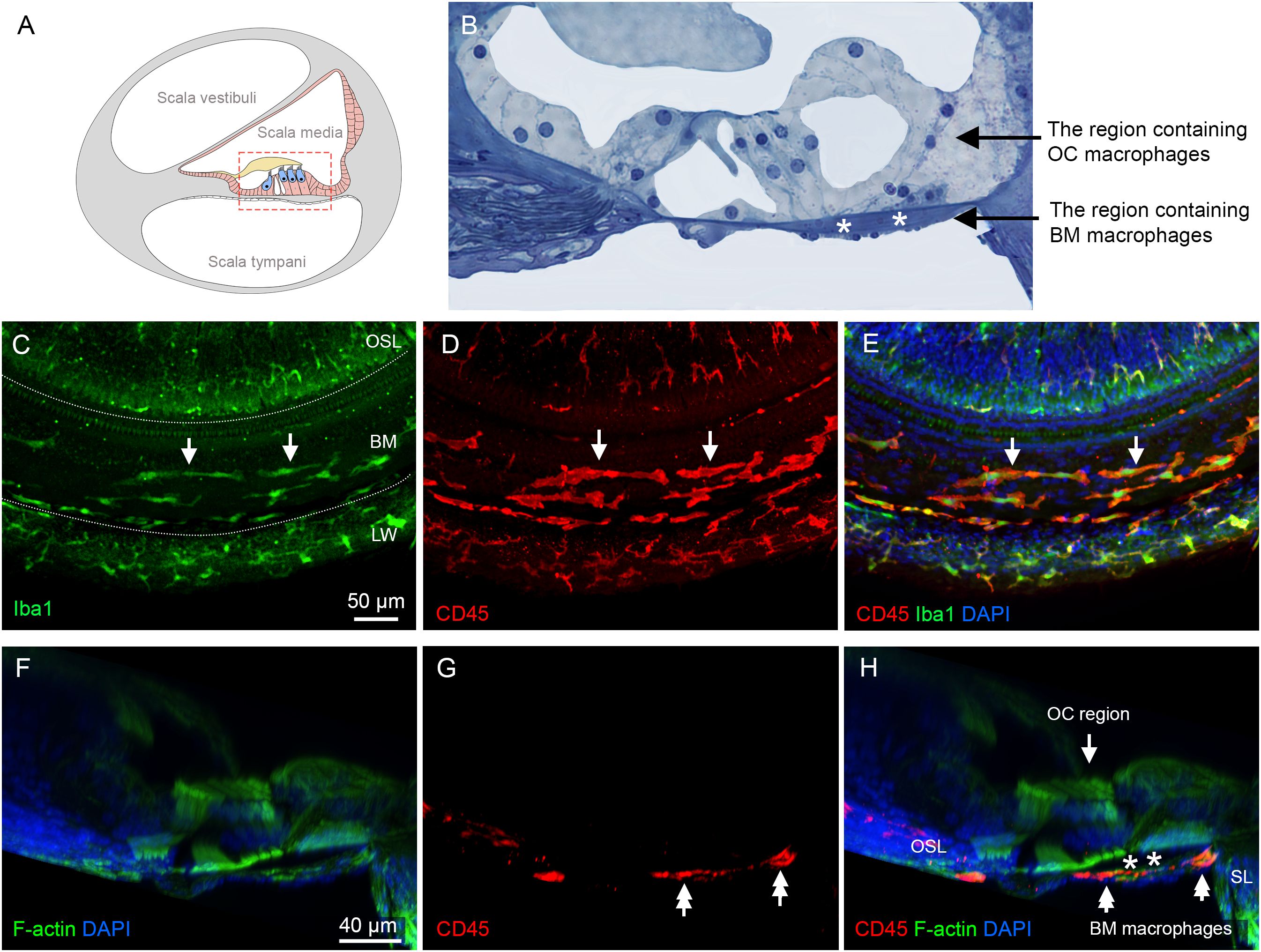 Schematic diagram and fluorescent images of cochlear sections showing macrophage distribution. Panel A illustrates the cochlea anatomy with Scala vestibuli, Scala media, and Scala tympani labeled. Panel B is a stained image with regions containing OC and BM macrophages labeled. Panels C to E show fluorescent labeling for Iba1 in green, CD45 in red, and DAPI in blue, highlighting macrophages in cochlear sections. Panels F to H display additional fluorescent labeling for F-actin in green and the distribution of macrophages in various cochlear regions. Arrows indicate specific macrophage locations.