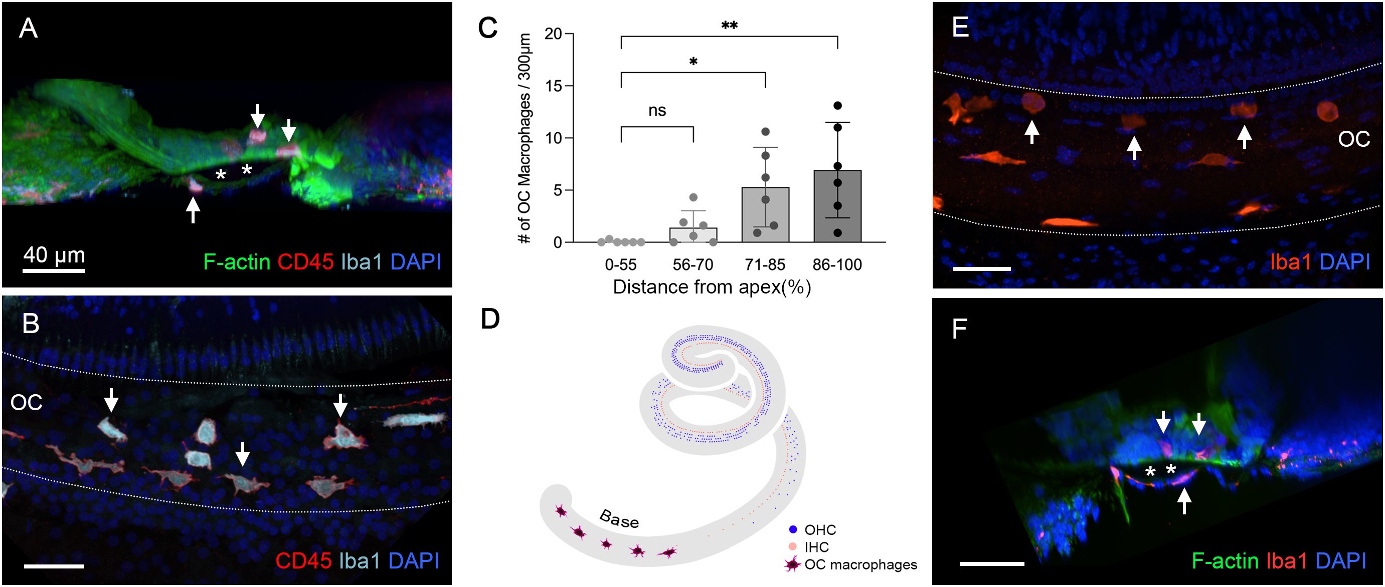 Composite image showing various microscopic and graphical depictions related to cochlear structures and macrophages. Image A and F show immunofluorescence staining with markers F-actin, CD45, Iba1, and DAPI, highlighting cellular structures with arrows. Image B depicts a similar staining setup focusing on the Organ of Corti (OC). Graph C presents data on OC macrophages at varying distances from the apex. Image D is a schematic diagram illustrating the distribution of outer hair cells (OHC), inner hair cells (IHC), and OC macrophages along the cochlea. Image E shows immunofluorescence of Iba1 and DAPI, with highlighted macrophages.