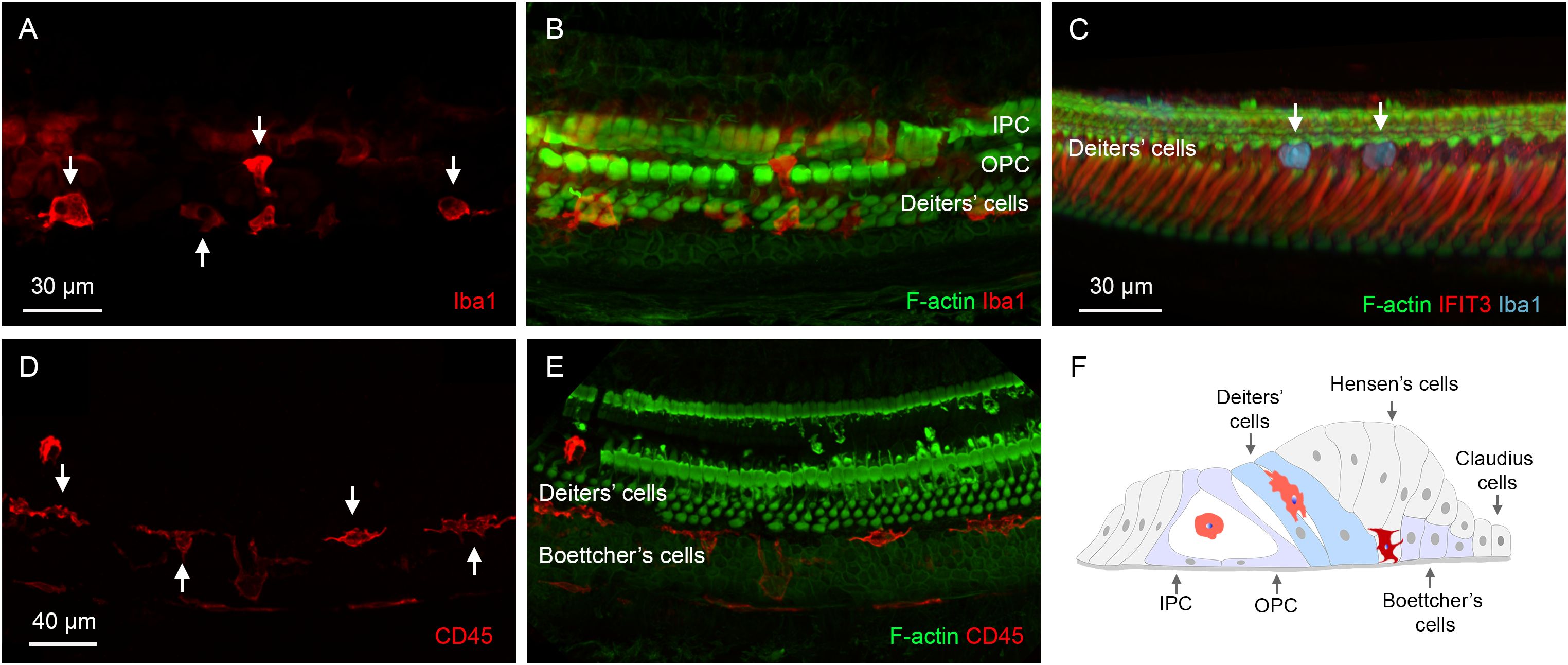Fluorescent microscopic images showing cochlear structures with various cellular markers. Panel A: Iba1-positive cells in red with arrows. Panel B: Overlap of F-actin (green) and Iba1 (red) highlighting IPC, OPC, and Deiters' cells. Panel C: F-actin, IFIT3, and Iba1 highlighting Deiters' cells. Panel D: CD45-positive cells in red with arrows. Panel E: Overlay of F-actin (green) and CD45, highlighting Deiters' and Boettcher's cells. Panel F: Diagram illustrating Deiters', Hensen's, Claudius, IPC, OPC, and Boettcher's cells. Scale bars in panels A and C indicate 30 micrometers, and in panel D, 40 micrometers.