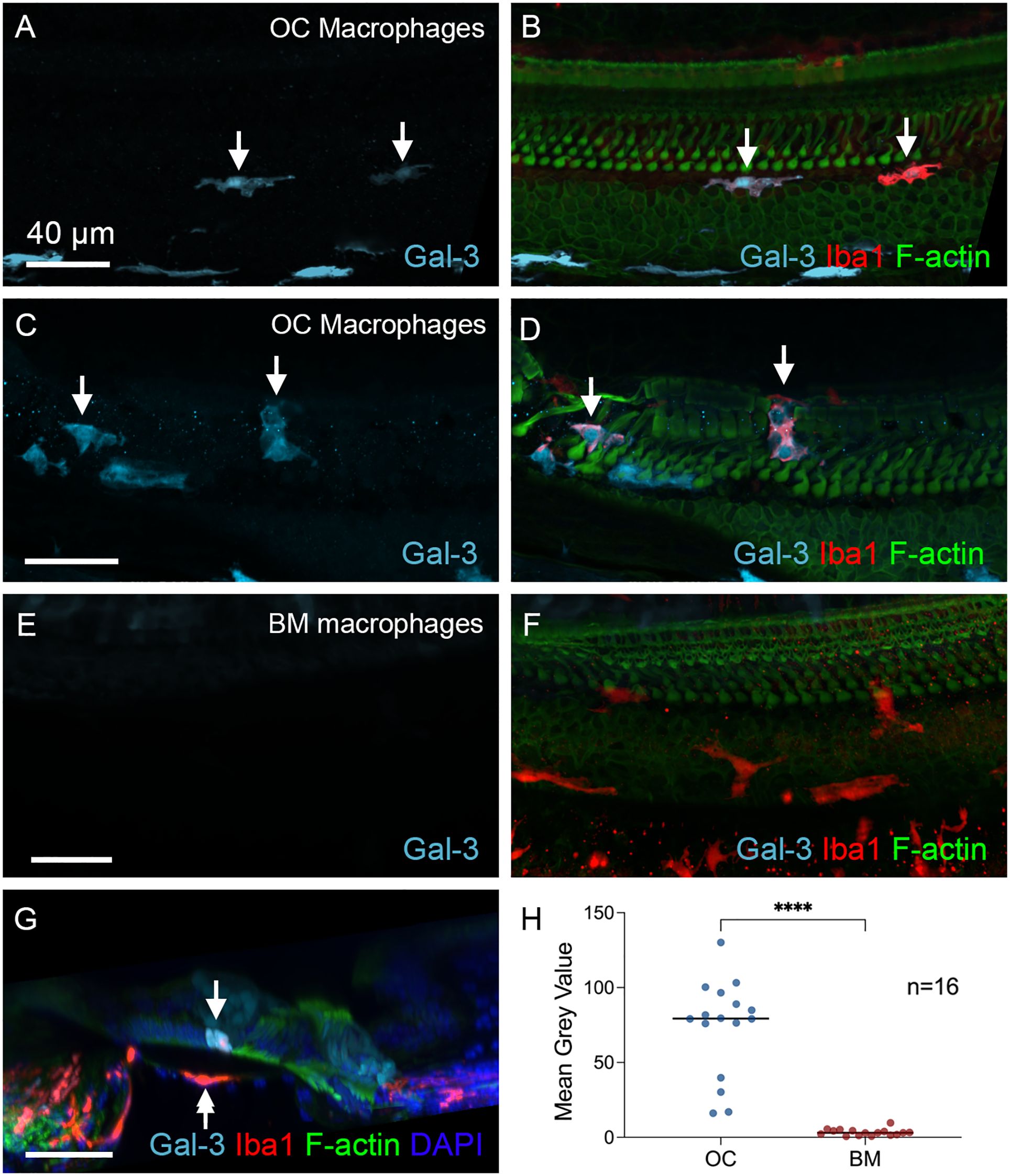 Panel of immunofluorescence microscopy images and a graph. Panels A to G show macrophages in tissues labeled with Gal-3 (cyan), Iba1 (red), F-actin (green), and DAPI (blue). Panels A to D illustrate OC macrophages, with arrows highlighting specific locations. Panels E and F depict BM macrophages. Panel H is a graph comparing mean gray values for OC and BM, with OC showing significantly higher values (p<0.0001), indicated by asterisks and n=16.