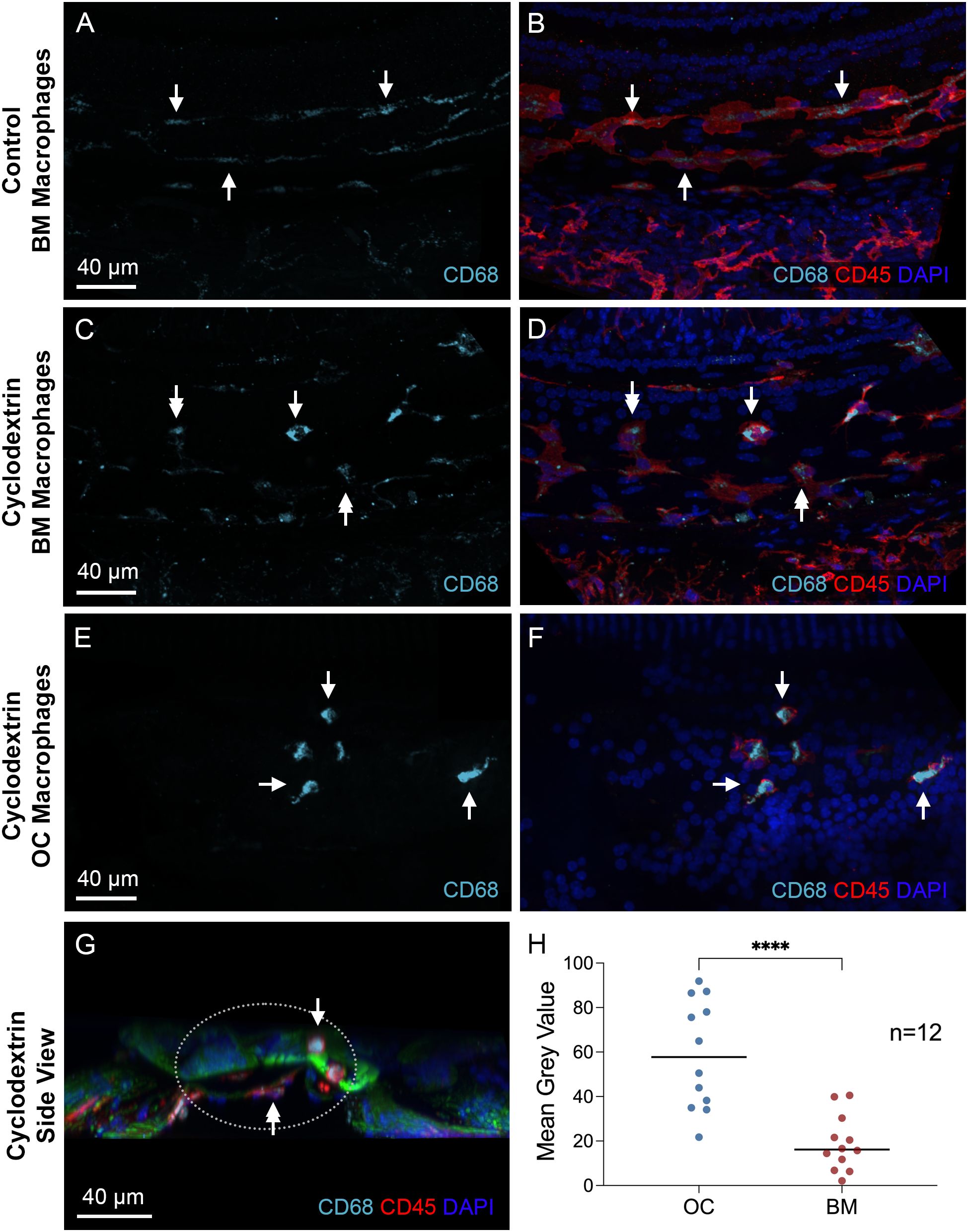 Fluorescence microscopy images show macrophage distribution and marker expression. Panels A, C, and E display CD68 staining in control and cyclodextrin-treated macrophages (BM and OC) with arrows indicating positive cells. Panels B, D, and F depict CD68, CD45, and DAPI colocalization. Panel G shows a side view with highlighted areas. Panel H presents a dot plot comparing mean grey values for OC and BM macrophages, with significant differences indicated. Scale bars measure 40 micrometers.