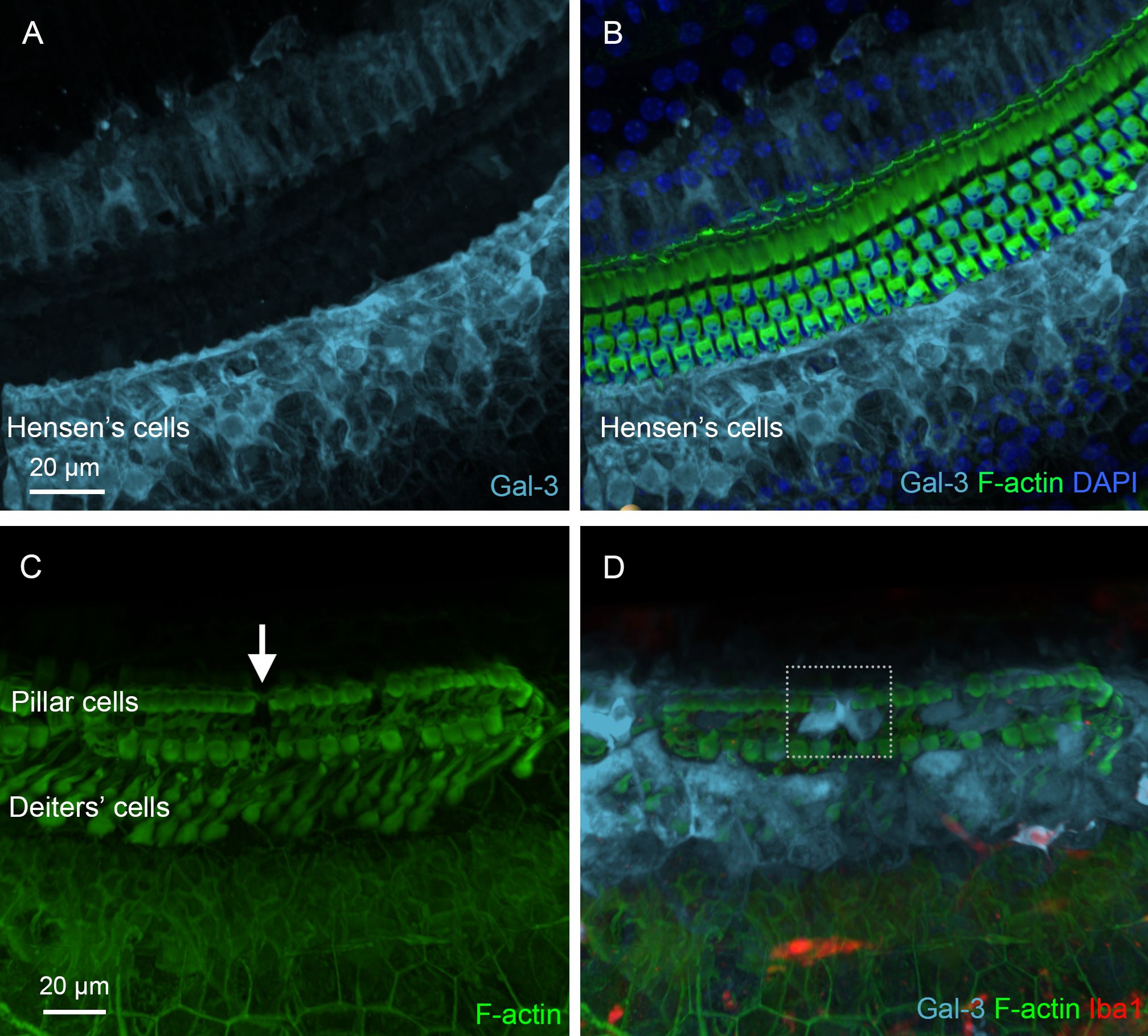 Fluorescent microscopy images of cochlear cells in different panels. Panel A shows Galectin-3 (Gal-3) staining, highlighting Hensen’s cells. Panel B combines Gal-3, F-actin, and DAPI, showing structural details with blue nuclei. Panel C highlights F-actin in pillar and Deiters' cells, with a white arrow pointing to specific structures. Panel D combines Gal-3, F-actin, and Iba1, focusing on detailed cellular architecture with differential staining. Each panel provides distinct insights into cochlear cell structure and composition at a scale of 20 micrometers.