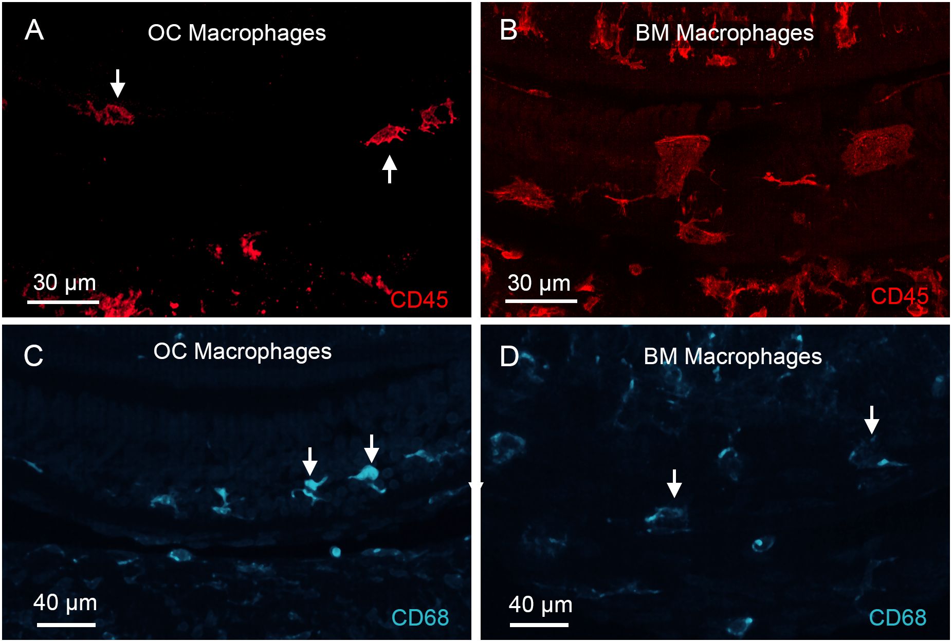 Fluorescent microscopy images showing macrophages in OC and BM tissues. Panels A and B display red-stained CD45 in OC and BM macrophages respectively. Panels C and D show blue-stained CD68 in OC and BM macrophages. Scale bars indicate sizes of 30 microns and 40 microns. Arrows point to labeled macrophages.