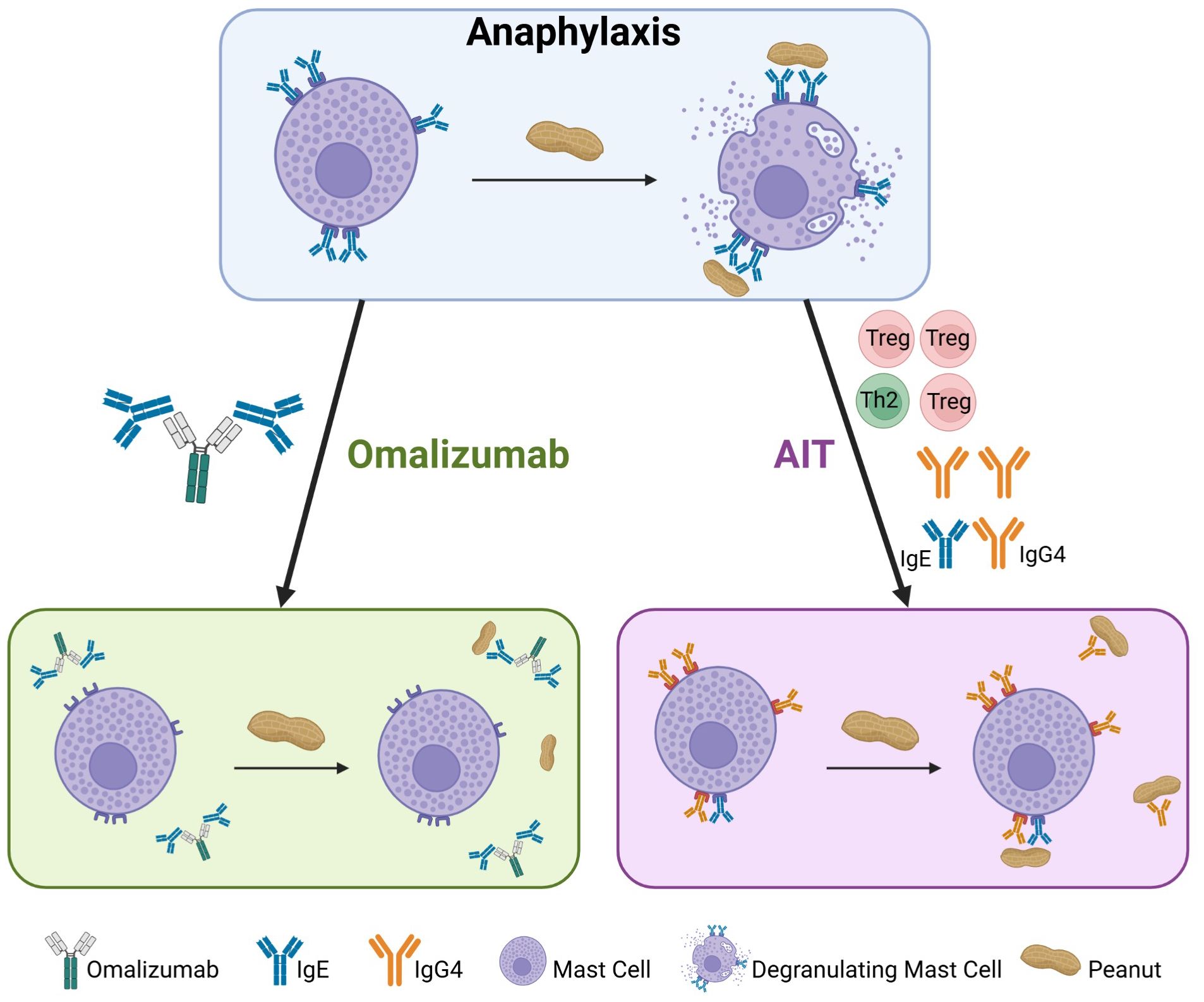 Illustration depicting a process of anaphylaxis and its treatment. At the top, a mast cell reacts to a peanut allergen, causing degranulation and anaphylaxis. Two arrows lead to two distinct treatment options, Omalizumab and allergen immunotherapy (AIT). Omalizumab on the left shows binding of free IgE and reduced mast cell degranulation. AIT on the right results in increased IgG4 and Tregs, which lead to reduced mast cell degranulation.