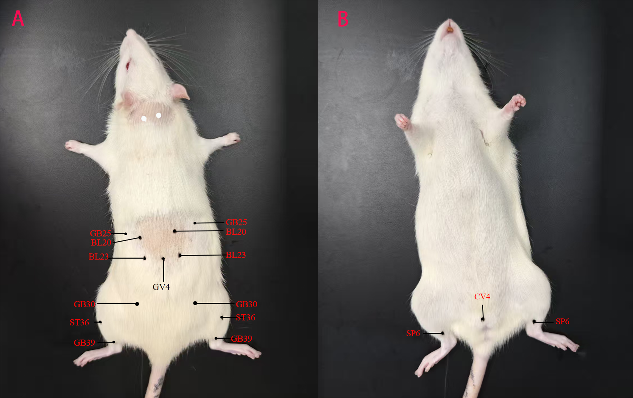 Two images of a rat lying on its back are shown. Image A features acupuncture points labeled: GB25, BL20, BL23, GV4, GB30, ST36, and GB39 on the rat’s body. Image B displays an unlabeled rat with the acupuncture points CV4 and SP6 indicated.