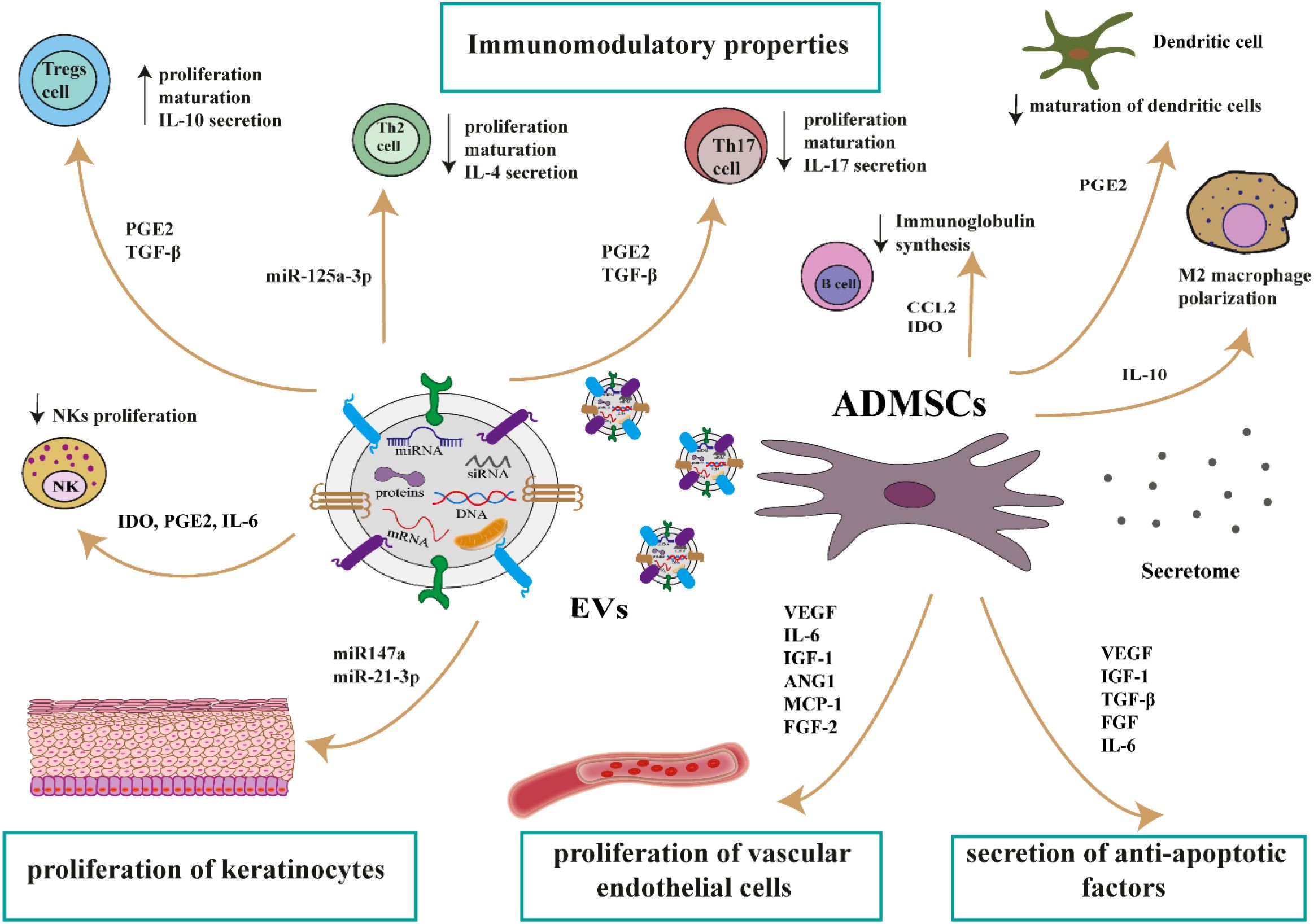 Diagram illustrating the immunomodulatory properties of ADMSCs, showing interactions with various immune cells. Key elements include Tregs, Th2, Th17, NK, B, and dendritic cells, highlighting processes like proliferation, maturation, immunoglobulin synthesis, polarization, and secretion of factors like IL-10 and PGE2. It also depicts EVs influencing keratinocyte and endothelial cell proliferation, with secretome involvement in anti-apoptotic factor secretion.