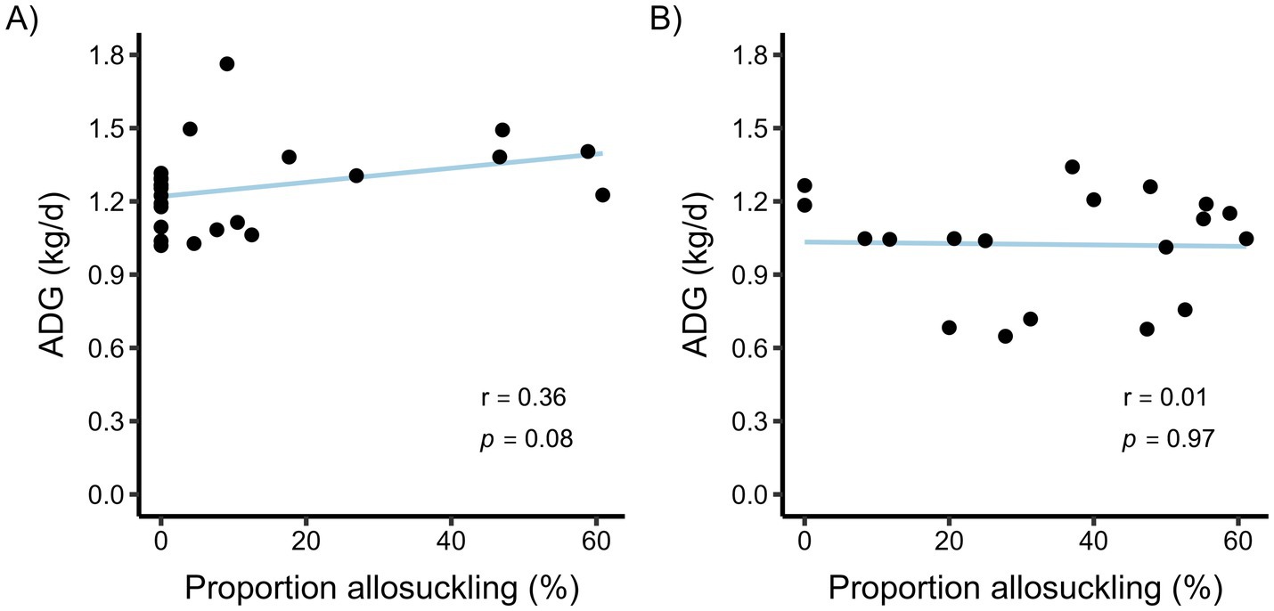 Scatter plots showing the relationship between proportion of allosuckling and average daily gain (ADG) in kilograms per day. Plot A shows a slight positive correlation with r equals 0.36 and P value of 0.08. Plot B shows no correlation with r equals 0.01 and P value of 0.97.