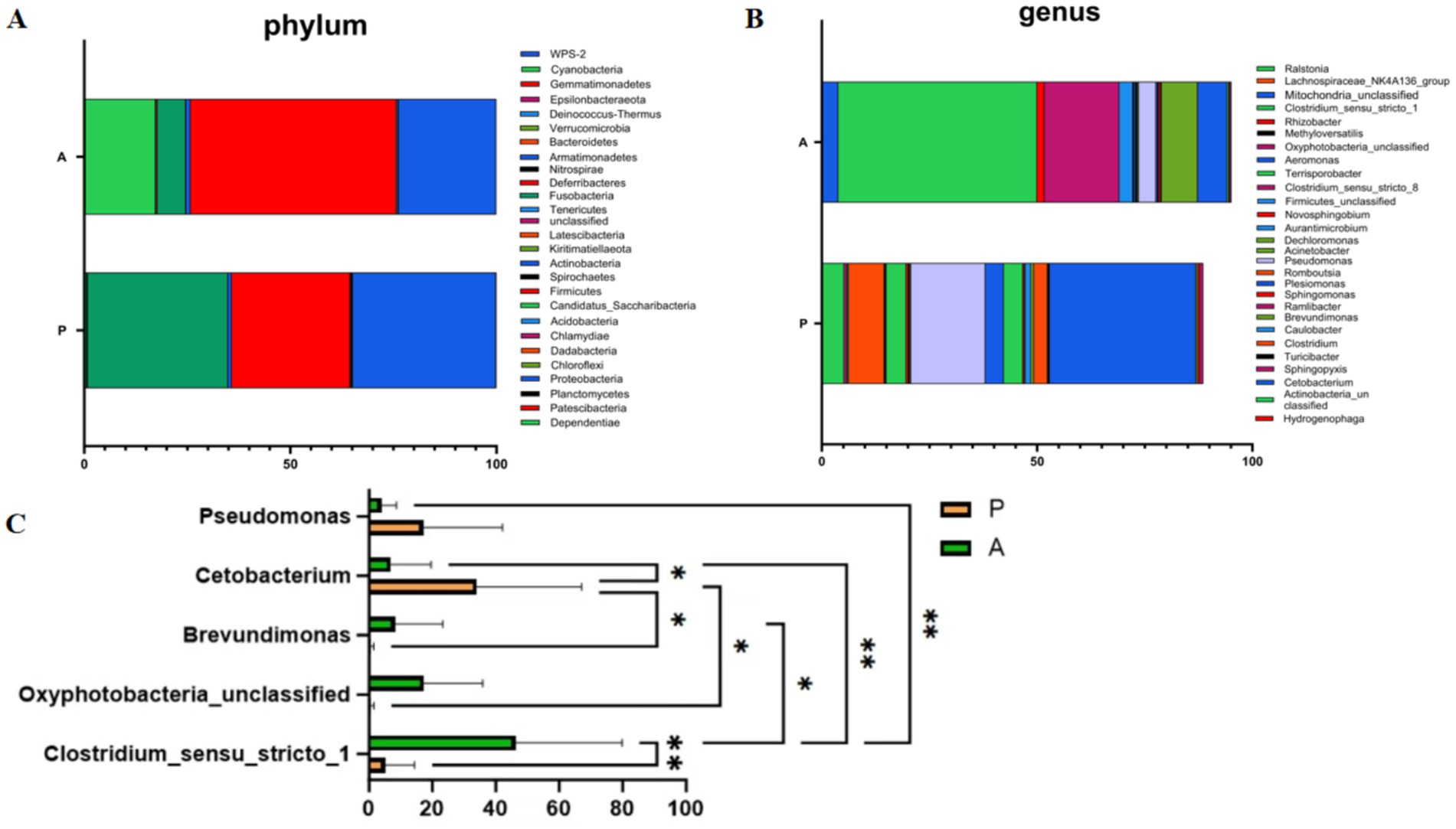 Three bar graphs illustrate bacterial composition. Graph A shows phylum distribution, highlighting differences between samples A and P. Graph B depicts genus distribution, also comparing A and P. Graph C is a bar chart showing relative abundance of five genera, Pseudomonas to Clostridium, with statistical significance indicated by asterisks. The color key identifies various phyla and genera.