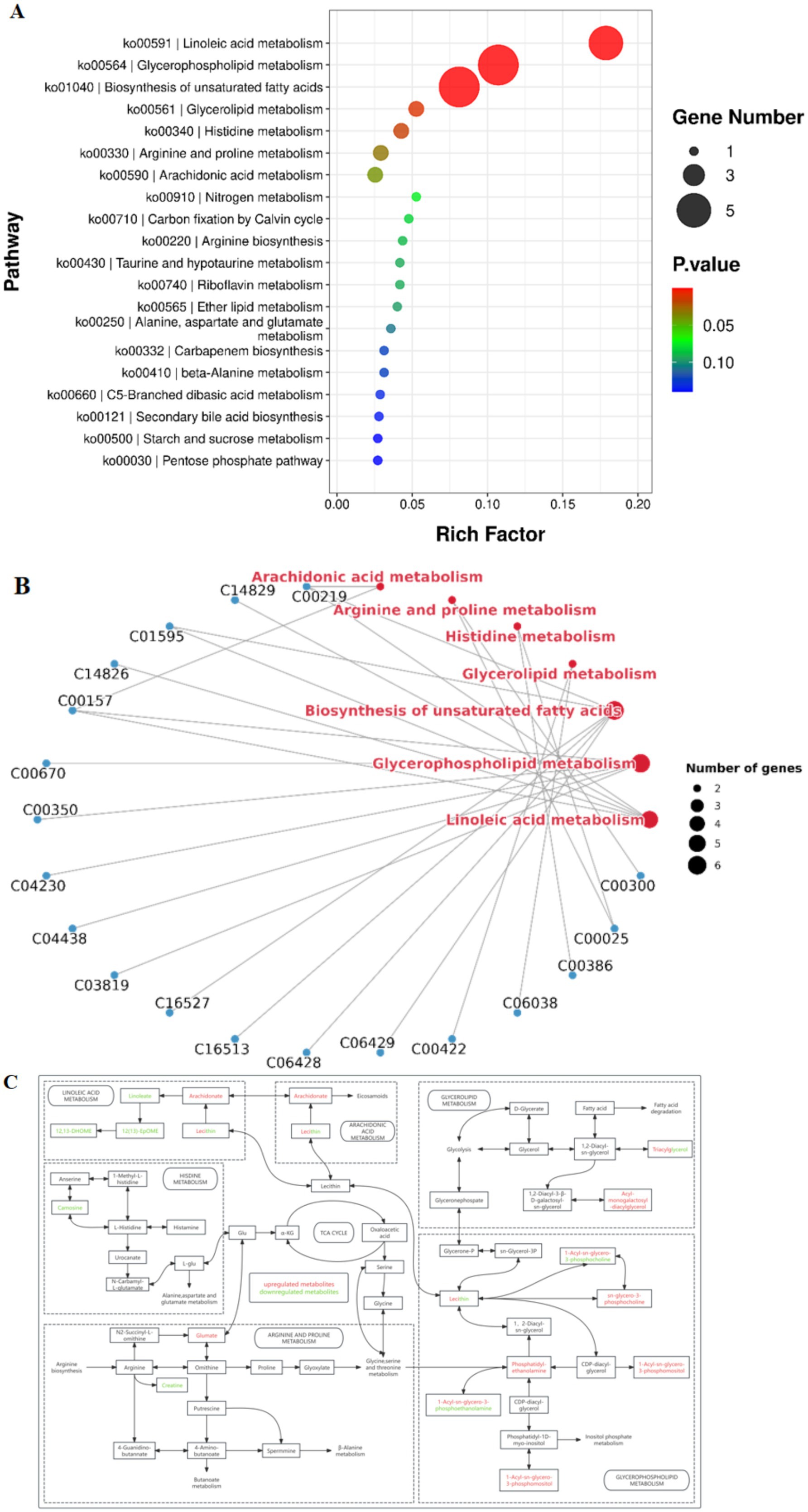 Panel A shows a bubble chart representing various metabolic pathways. The x-axis denotes the Rich Factor, while the y-axis lists the pathways. Bubble size indicates gene numbers, and color represents P-values, with red being the most significant. Panel B is a network diagram illustrating metabolic pathways and related genes, with bubble size showing the number of genes involved. Larger bubbles and red color signify more significant pathways. Metabolic pathway diagram showing various interconnected pathways including linoleic acid metabolism, arachidonic acid metabolism, and glycerophospholipid metabolism. Key molecules such as linoleate, arachidonate, and lecithin are highlighted. The diagram indicates upregulated (red) and downregulated (green) metabolites, illustrating complex biochemical interactions within the metabolism of fatty acids, histidine, and arginine, among others. The flow between components is shown with arrows, indicating the progression through different metabolic cycles like the TCA cycle.