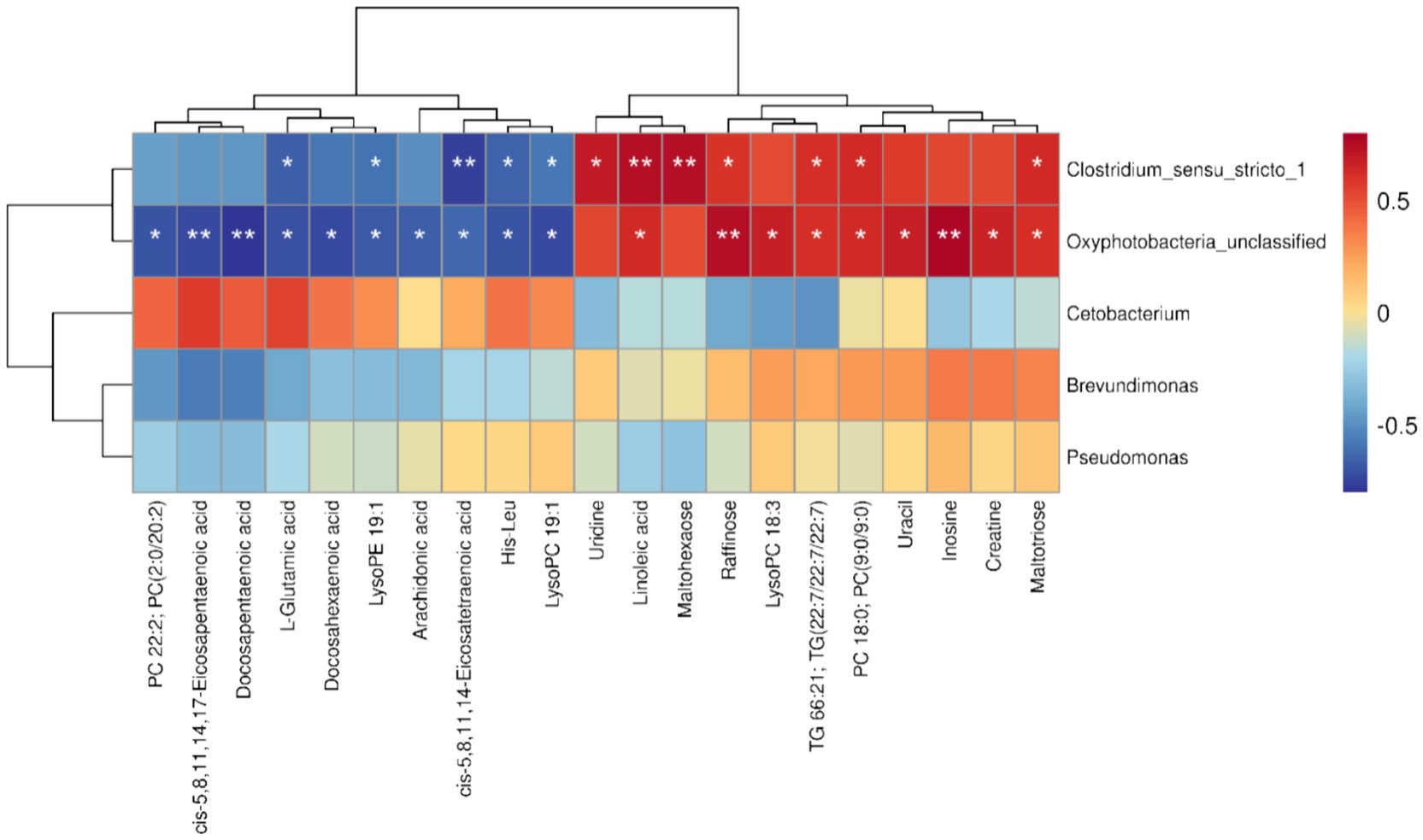 Heatmap displaying correlations between various metabolites and bacterial genera. Metabolites are labeled along the top and bacterial genera on the right. Color scale ranges from blue (-0.5) to red (0.5), indicating correlation strength, with some cells marked with asterisks.