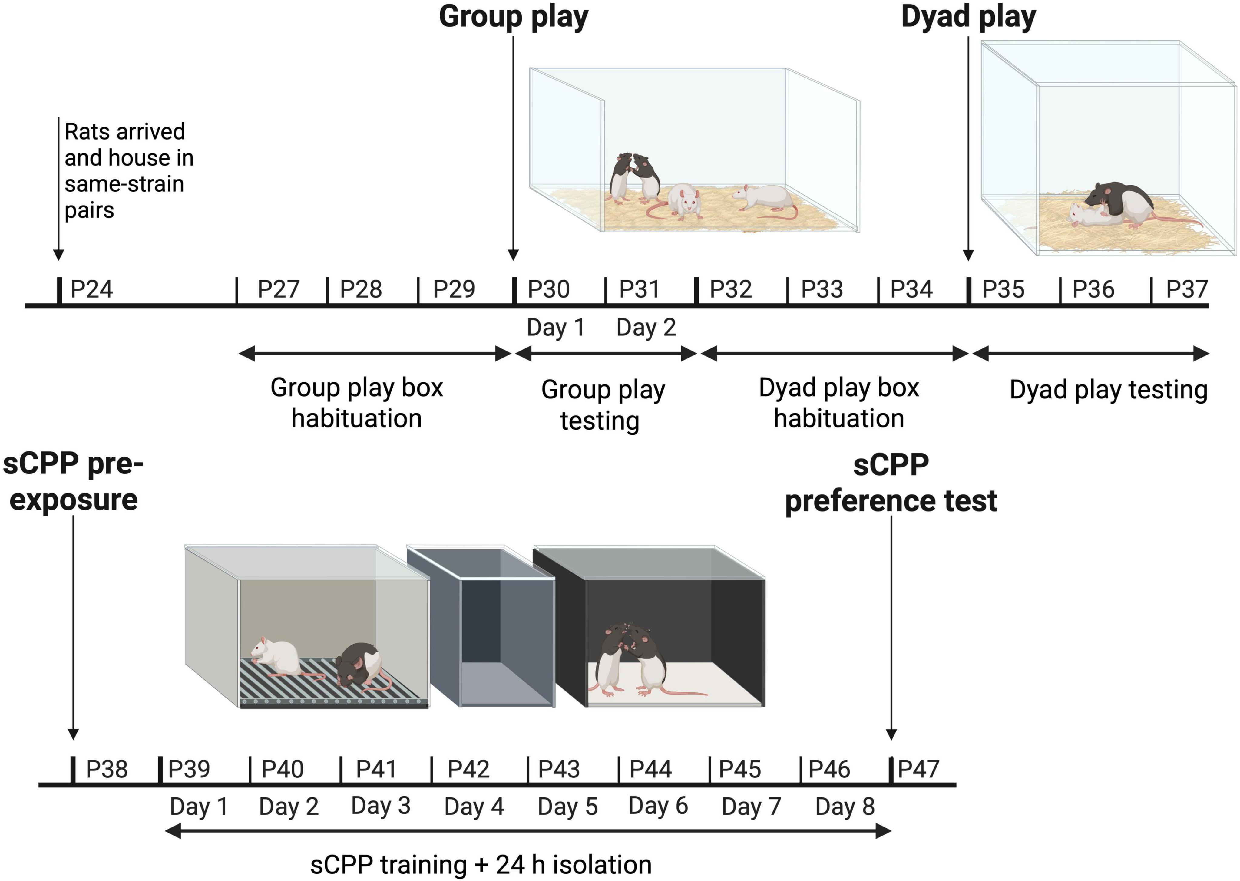 Timeline diagram illustrating the experimental setup involving rats from postnatal day 24 to day 47. From days 24 to 37, rats are housed in same-strain pairs. Group play occurs from day 27 to day 31, with box habituation on days 27-29, and play testing on days 30 and 31. Dyad play happens from day 32 to day 37, with box habituation on days 32-34, and play testing on days 35-37. From days 38 to 47, the sCPP phase includes pre-exposure (day 38), training (days 39-46), and preference testing (day 47).