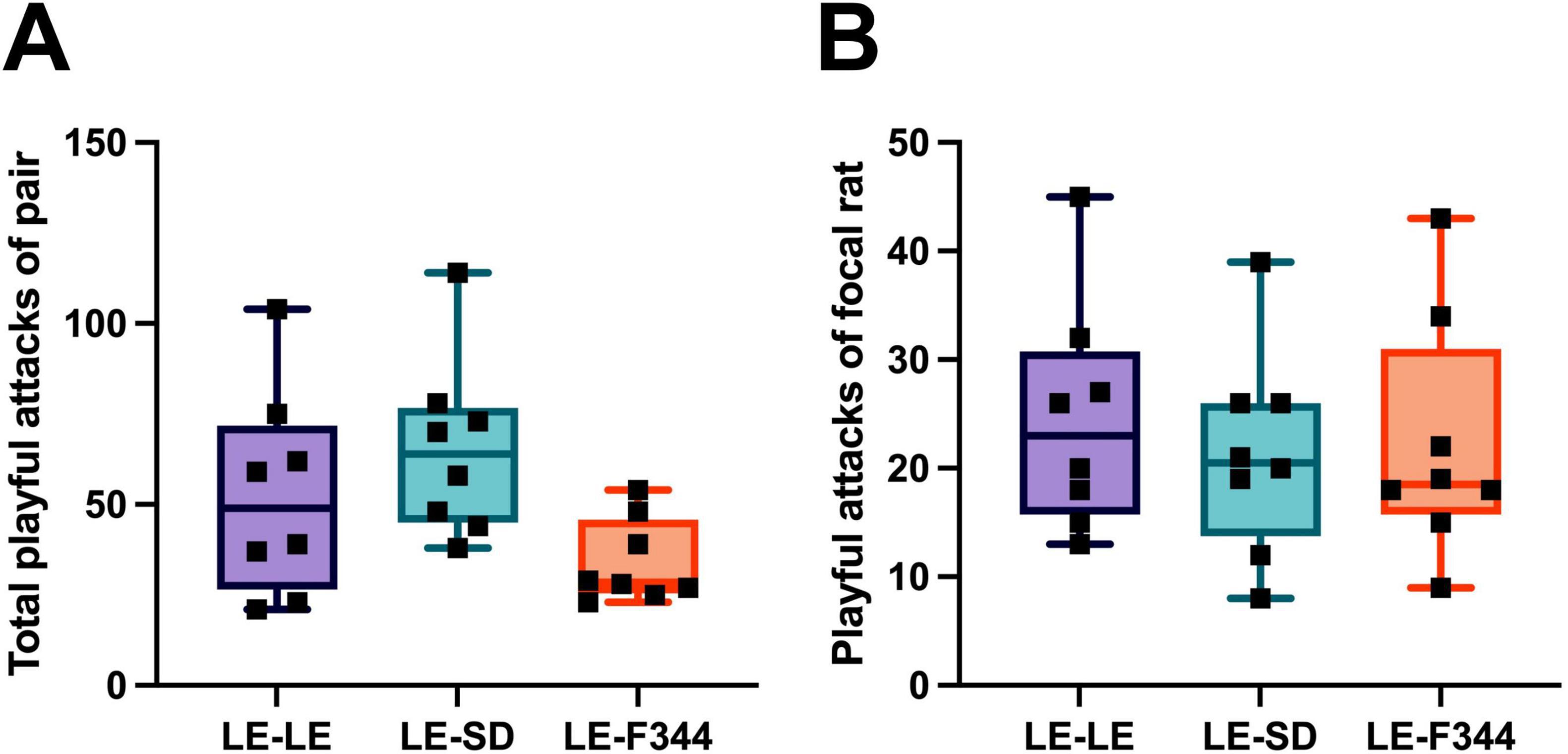 Box plots show playful attacks among rat pairs and focal rats across three strain pairings: LE-LE, LE-SD, and LE-F344. Plot A compares total playful attacks by pair, with LE-LE and LE-SD pairs showing higher medians than LE-F344, though, not statistically different. Plot B compares playful attacks by focal rats, showing similar trends with lower variance and differences in medians across groups.
