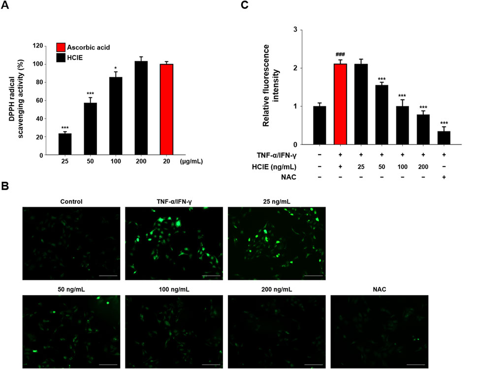Bar graphs and fluorescence images show antioxidant activity and cell fluorescence. Graph A displays DPPH radical scavenging activity for ascorbic acid and HCIE across different concentrations, with higher activity at increased concentrations. Graph C illustrates relative fluorescence intensity under different conditions, with marked decreases when HCIE is introduced. Images in B show fluorescence microscopy under various treatments, with the cell intensity varying by treatment.