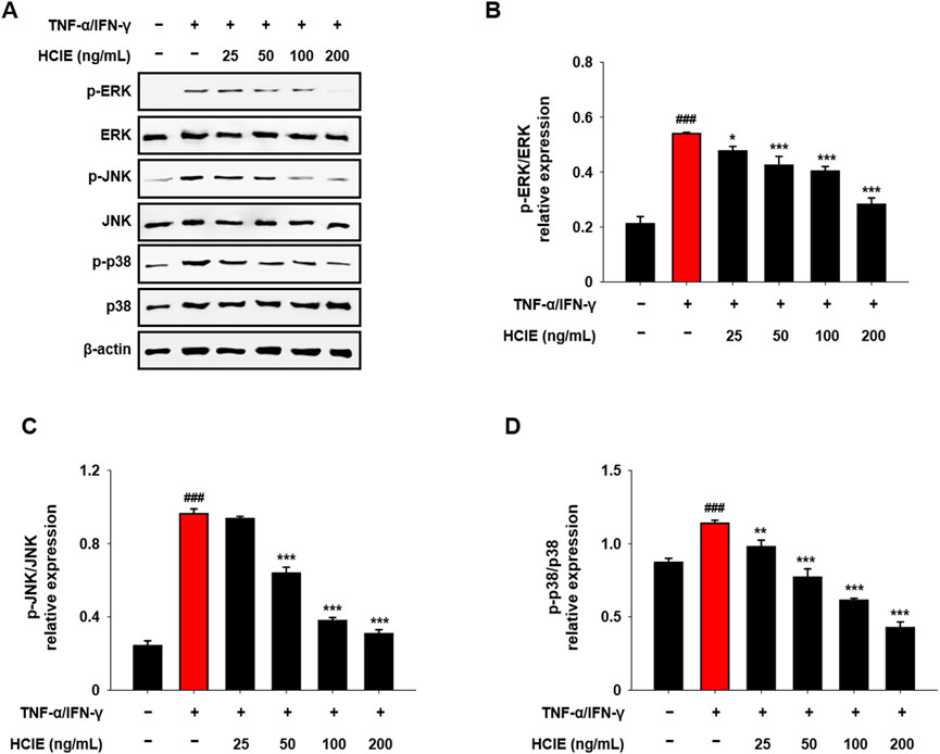 Western blot and bar graph analysis of protein expression in response to TNF-α/IFN-γ and HCIE treatment. Panel A shows bands for p-ERK, ERK, p-JNK, JNK, p-p38, p38, and β-actin under different conditions. Panels B, C, and D depict bar graphs representing the relative expression of p-ERK/ERK, p-JNK/JNK, and p-p38/p38, respectively, with statistical significance indicated for various HCIE concentrations.