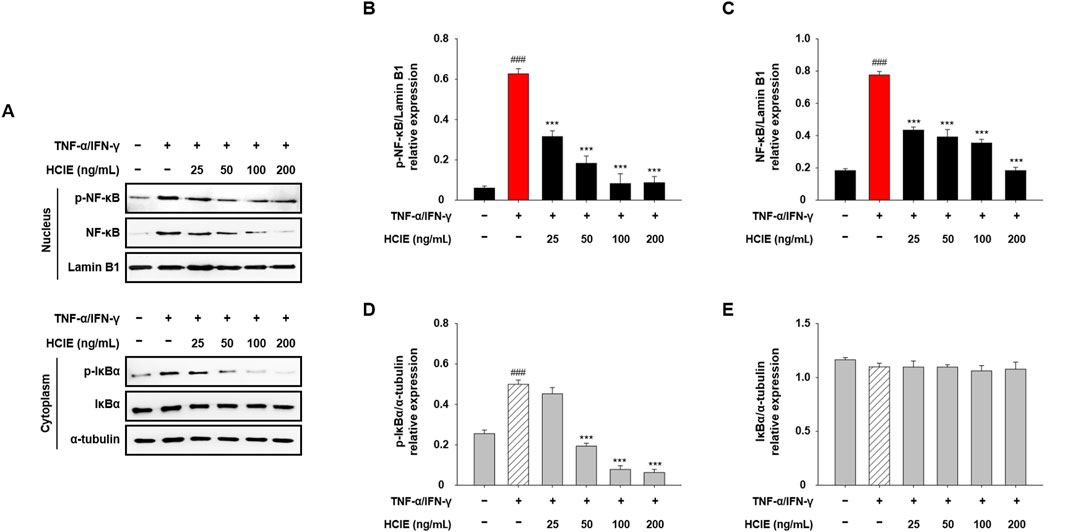 Western blot analysis and bar graphs showing the effect of HCIE on NF-κB signaling. Panel A displays Western blots of nuclear and cytoplasmic fractions, highlighting protein levels of p-NF-κB, NF-κB, Lamin B1, p-IκBα, IκBα, and α-tubulin under different conditions. Panels B and C provide quantification of nuclear NF-κB activation (p-NF-κB/Lamin B1 and NF-κB/Lamin B1), showing decreased expression with increasing concentrations of HCIE. Panels D and E show quantification for cytoplasmic p-IκBα and IκBα levels, demonstrating reduced p-IκBα and stable IκBα with HCIE treatment. Bars represent mean values with statistical significance indicated.
