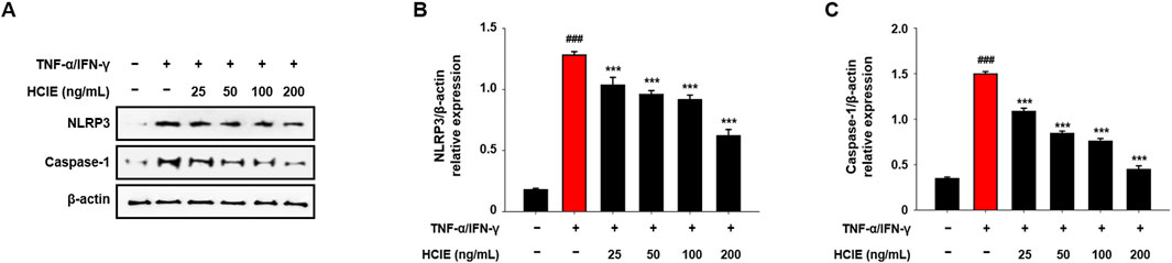 Western blot analysis (A) showing the expression levels of NLRP3, Caspase-1, and β-actin with TNF-α/IFN-γ and various concentrations of HCIE. Bar graphs (B and C) display relative expression of NLRP3/β-actin and Caspase-1/β-actin. TNF-α/IFN-γ significantly increased expression, while HCIE reduced expression at higher concentrations. Error bars represent the standard deviation. Significant differences indicated by asterisks.