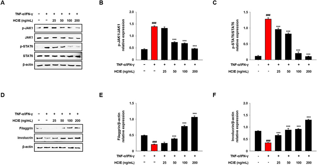 Western blot and bar graph analysis of protein expression levels. Panels A and D show bands for p-JAK1, JAK1, p-STAT6, STAT6, filaggrin, involucrin, and β-actin at varying HCIE concentrations. Panels B, C, E, and F display corresponding bar graphs depicting relative expression levels of p-JAK1/JAK1, p-STAT6/STAT6, filaggrin/β-actin, and involucrin/β-actin. TNF-α/IFN-γ treatment effects are indicated, with statistical significance marked by hash symbols and asterisks.