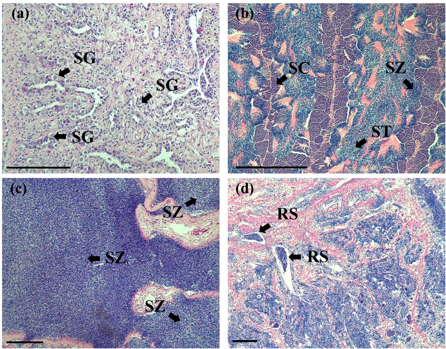 Four microscopic images marked with letters and labels. (a) Shows tissue with labeled structures “SG.” (b) Displays a section with labels “SC,” “SZ,” and “ST.” (c) Exhibits a region marked “SZ.” (d) Contains areas labeled “RS.” Each image features detailed cellular patterns with varying colors and textures.