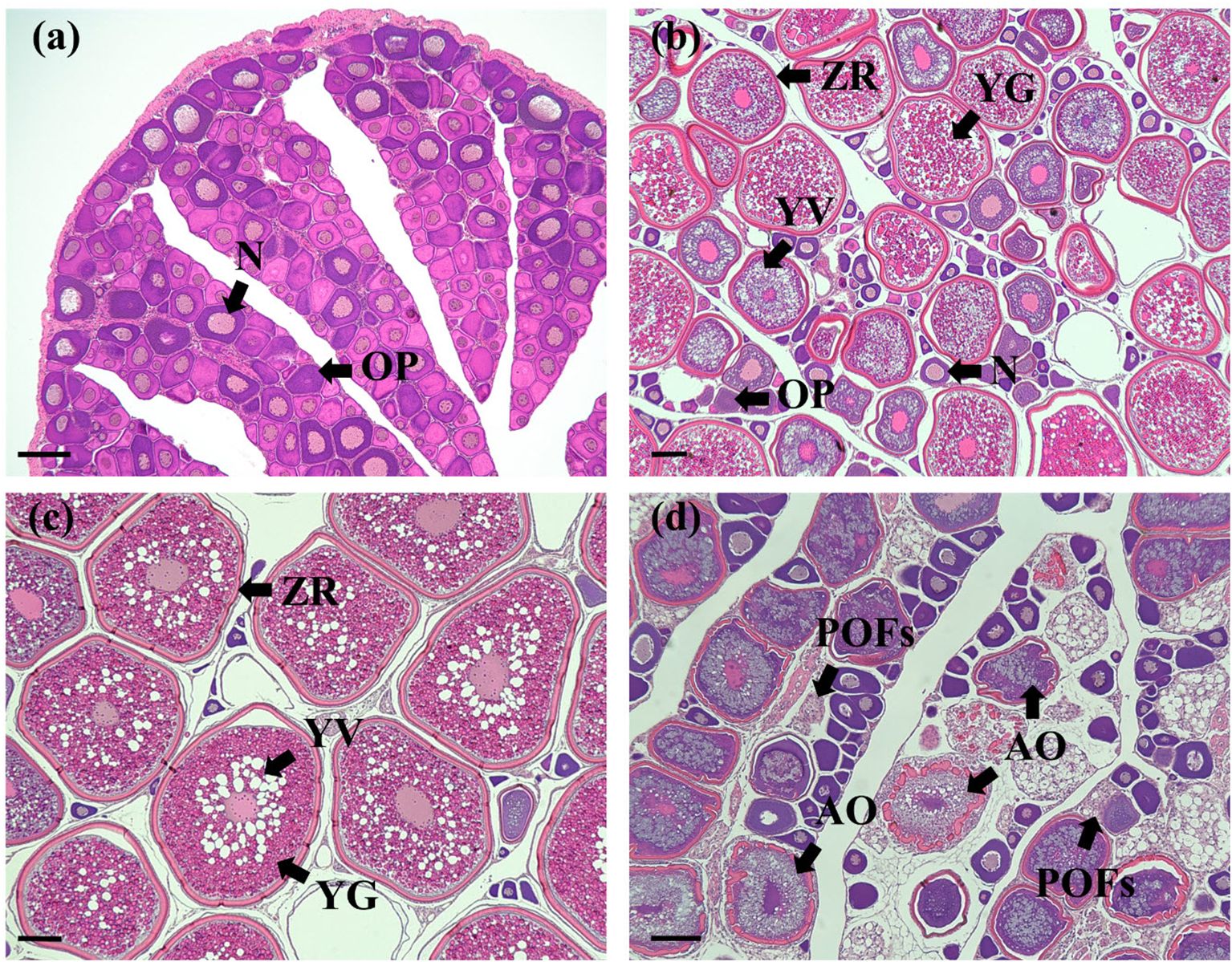 Microscopic images of ovarian tissue sections labeled (a) to (d). Panel (a) shows ovariole primordium (OP) and nucleus (N). Panel (b) contains zygotene region (ZR), young germ (YG), yolk vesicles (YV), and OP. Panel (c) highlights ZR, YV, and YG. Panel (d) displays post-ovulation follicles (POFs) and developing antrum (AO). Each section is stained to show cell structures.