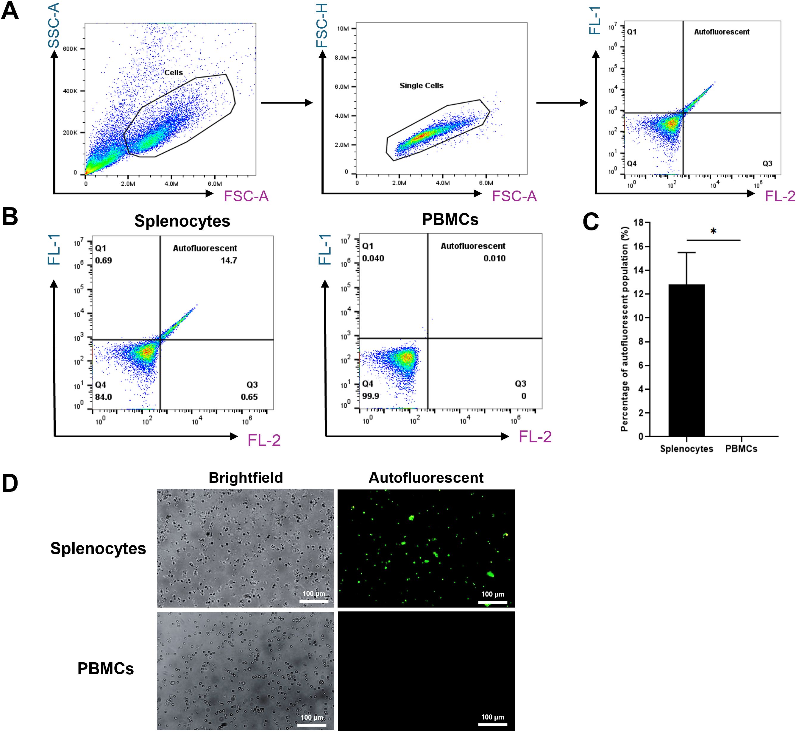 Flow cytometry and microscopy analyses of autofluorescent cell populations in pig splenocytes. Panel A shows the gating strategy used to identify the autofluorescent population. Panel B presents representative flow cytometry plots of unstained splenocyte suspensions (left) compared with PBMCs as a negative control (right). Panel C displays a bar graph quantifying the percentage of autofluorescent cells, showing significantly higher levels in splenocytes compared with PBMCs. Panel D includes brightfield and autofluorescent microscopy images of splenocytes and PBMCs, with splenocytes showing more fluorescence. Scale bars are included.