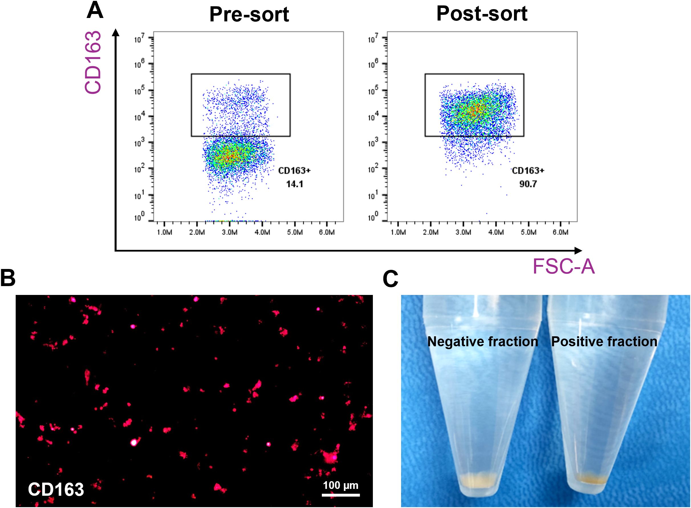 Panel A shows representative flow cytometry plots comparing splenocytes before sorting (Pre-sort) and after enrichment (Post-sort), with CD163 expression versus FSC-A. The pre-sort plot shows a CD163+ population at 14.1 percent, while the post-sort plot shows 90.7 percent CD163⁺ cells. Panel B presents a fluorescence microscopic image of positive fraction, showing CD163 expressions in red against a dark background, with a scale bar of one hundred micrometers. Panel C depicts two centrifuge tubes labeled “Negative fraction” and “Positive fraction,” illustrating the visible color difference between the fractions after magnetic separation.