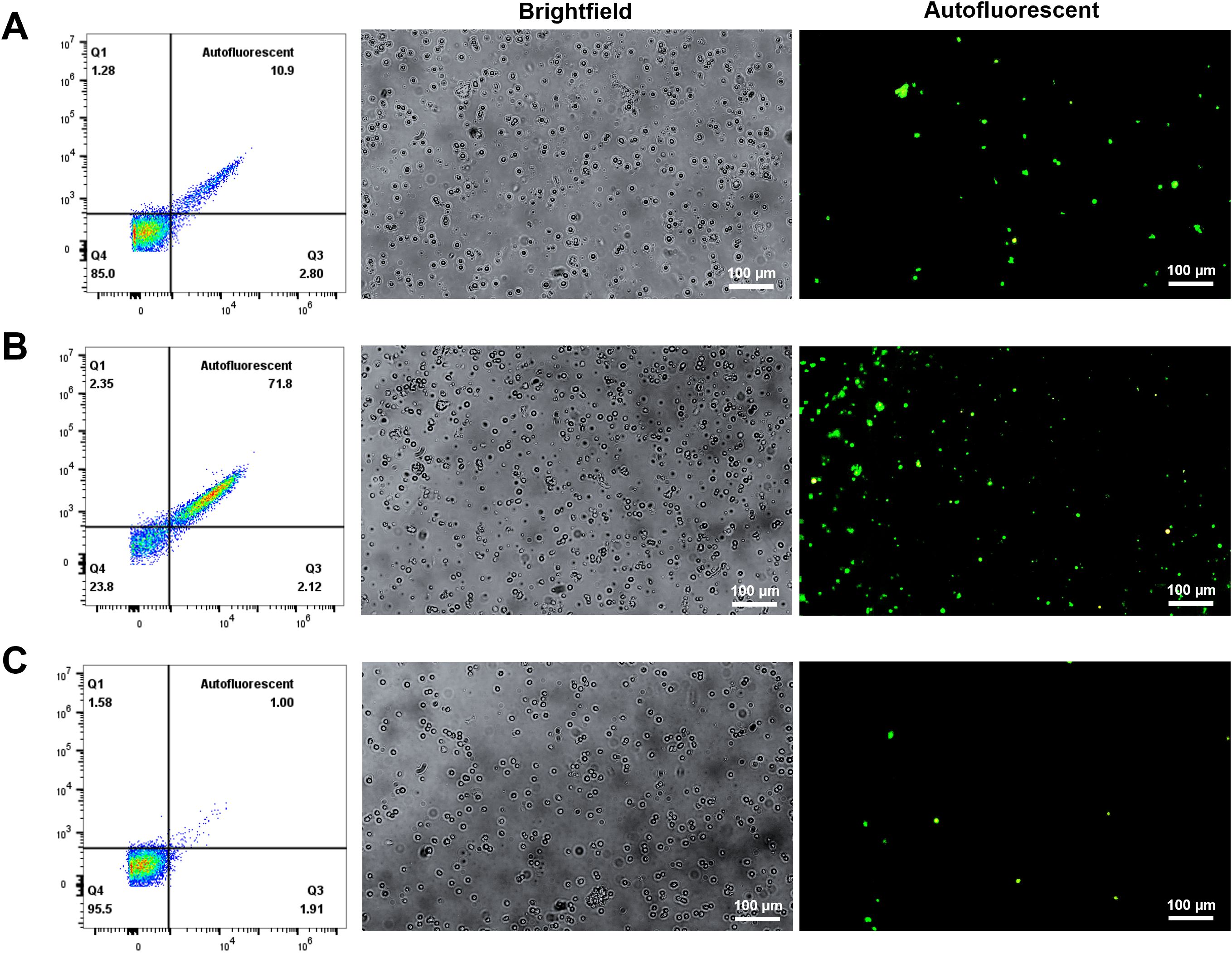 Panel A shows the pre-sort fraction, Panel B shows the post-sort positive fraction, and Panel C showed the post-sort negative fraction. Each panel includes flow cytometry plots, brightfield microscopy images, and corresponding autofluorescent images. The pre-sort fraction (A) contains a moderate percentage of autofluorescent cells compared to the positive fraction (B), which is significantly higher. Panel C shows the lowest percentage of autofluorescent cells. Brightfield images reveal cell morphology, while autofluorescent images show green fluorescent spots indicating autofluorescence. Each autofluorescent image includes a scale bar of one hundred micrometers.