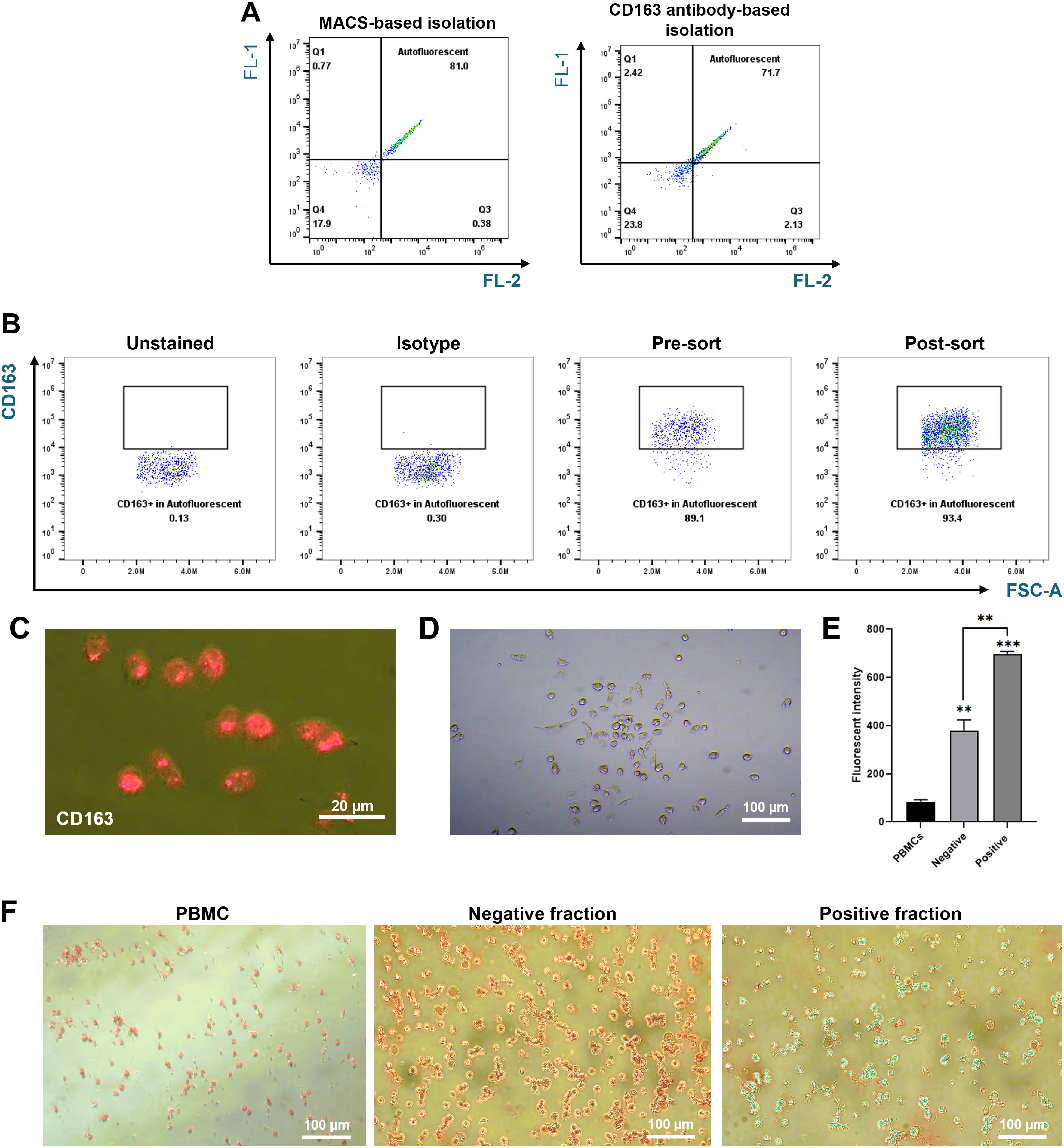 Flow cytometry and microscopy images of CD163+ macrophage isolation. (A) Dot plots comparing autofluorescent cell populations in MACS- and CD163-positive fractions. (B) Flow cytometry plots of MACS-positive cells stained with PE-conjugated CD163 antibodies, showing CD163+ percentages. (C) Fluorescence microscopy of CD163+ cells (red). (D) Brightfield microscopy showing morphology of cultured autofluorescent cells. (E) Bar graph of fluorescence intensity in PBMCs, negative, and positive fractions with significant differences. (F) Microscopy comparisons of PBMCs, negative, and positive fractions showing cell distribution and autofluorescence.