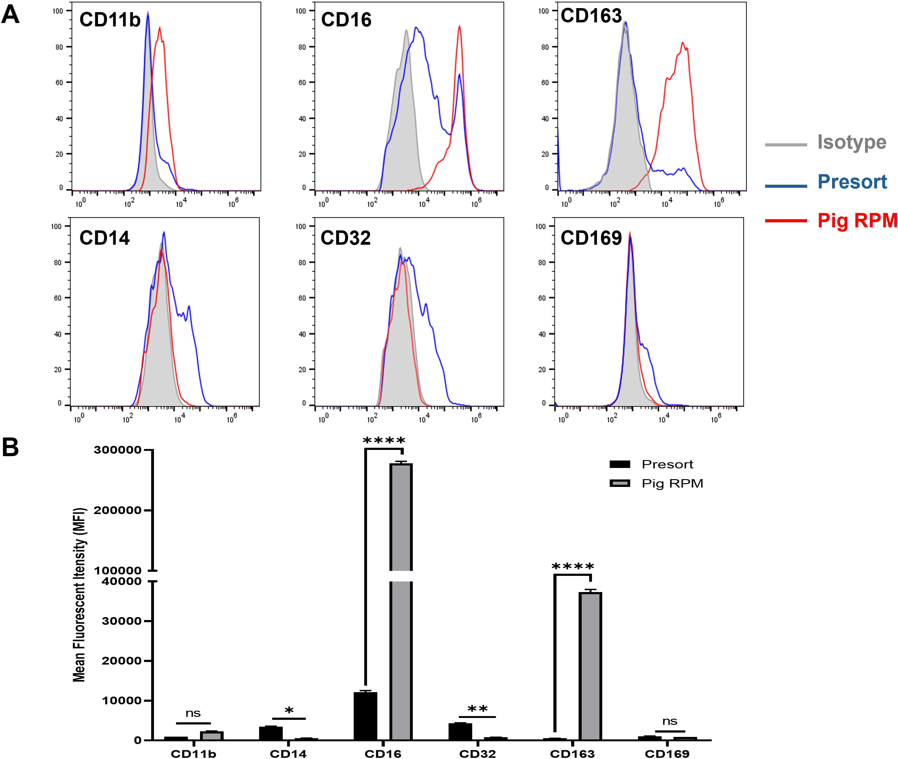 Flow cytometry analysis with six histograms and one bar graph comparing presort and post-sort fraction. Panel A presents histograms displaying fluorescence intensity for marker CD11b, CD14, CD16, CD32, CD163, and CD169. Red lines represent post-sort RPMs, blue lines represent pre-sort splenocytes, and gray shaded peaks indicate isotype controls. Panel B shows a bar graph of mean fluorescence intensity (MFI), highlighting significant differences in CD16 and CD163 markers between pre-sort splenocytes and post-sort RPMs. Significant differences are highlighted, with CD16 and CD163 showing marked increases in RPMs. Asterisks indicate levels of statistical significance.