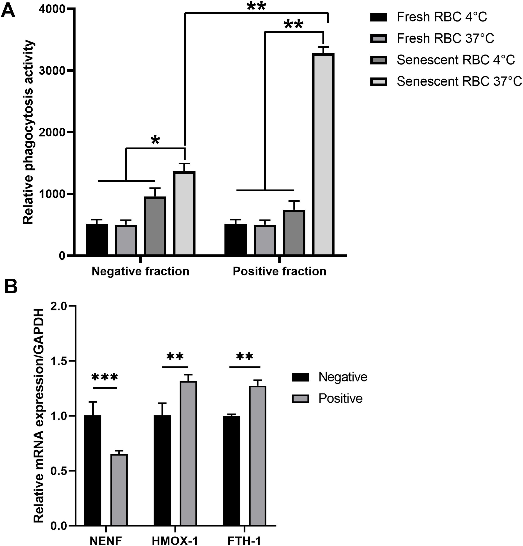 Bar charts illustrating the phagocytic activity and gene expression profile. Panel A shows relative phagocytosis activity of red blood cells under different conditions, with significant differences indicated by asterisks. Panel B presents relative mRNA expression of NENF, HMOX-1, and FTH-1 normalized to GAPDH, comparing negative and positive fractions, with significant variances denoted by asterisks.