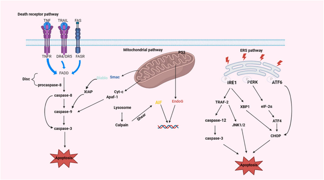 Diagram detailing apoptotic pathways: Death receptor pathway (TNFR, DR4/DR5, FASR activating caspase-8), mitochondrial pathway (p53 activating caspase-9 and EndoG, AIF influencing DNA), and ERS pathway (IRE1, PERK, ATF6 signaling promotes apoptosis).