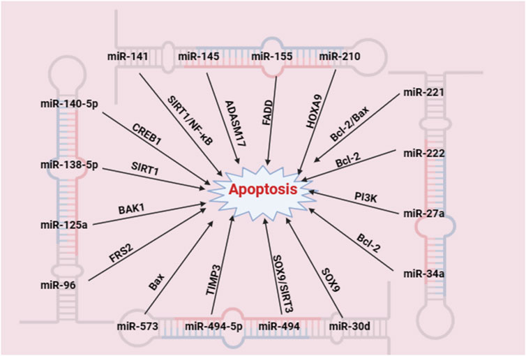 Diagram illustrating the regulation of apoptosis by various microRNAs. Central starburst labeled